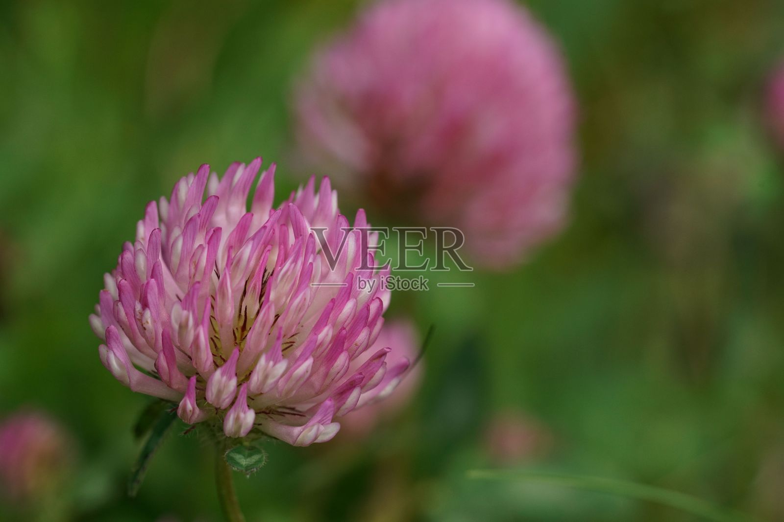 选择性聚焦特写红三叶草,在奥地利阿尔卑斯山的三叶草照片摄影图片