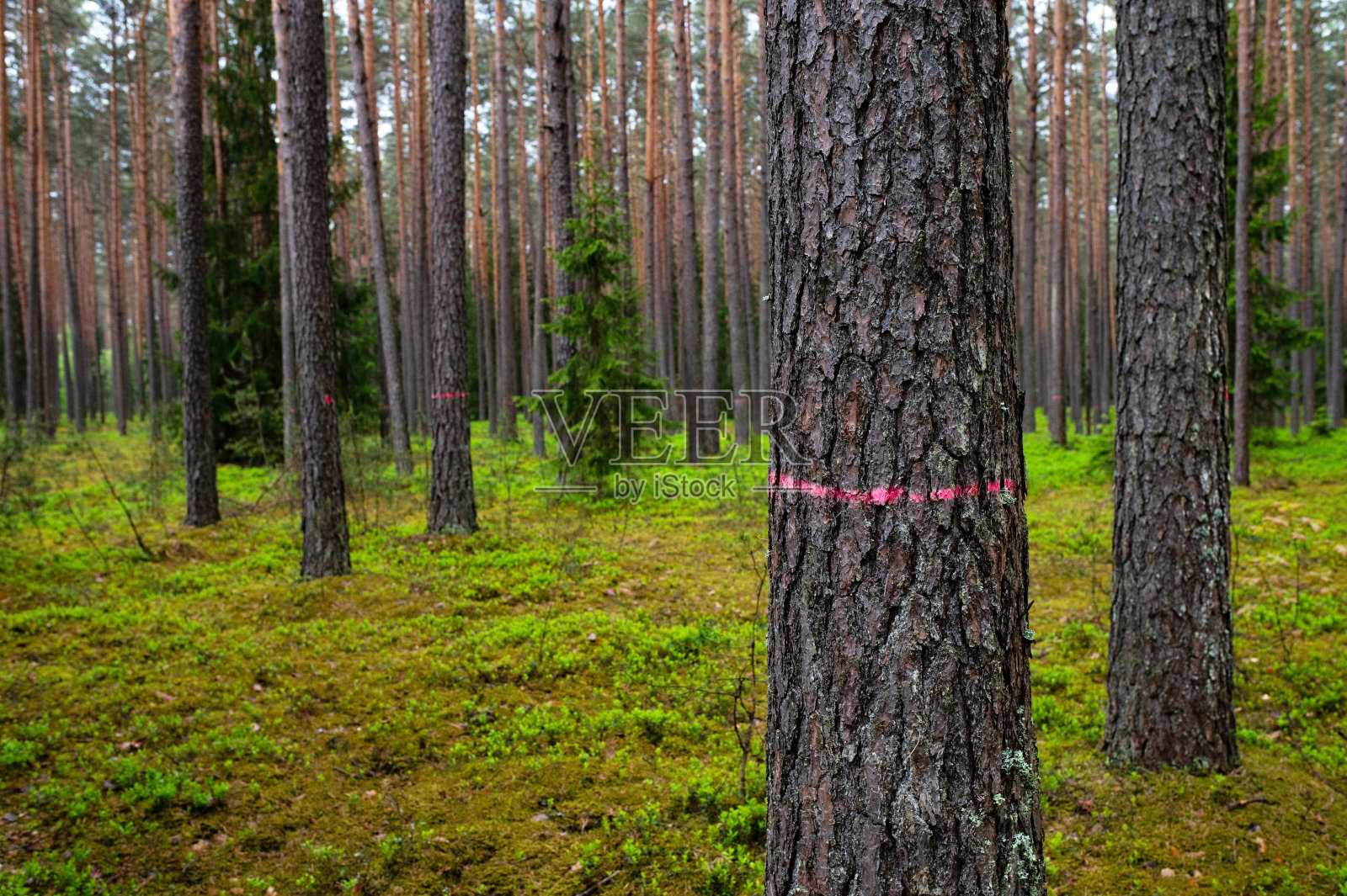 森林里有红色标记的松树不得砍伐照片摄影图片