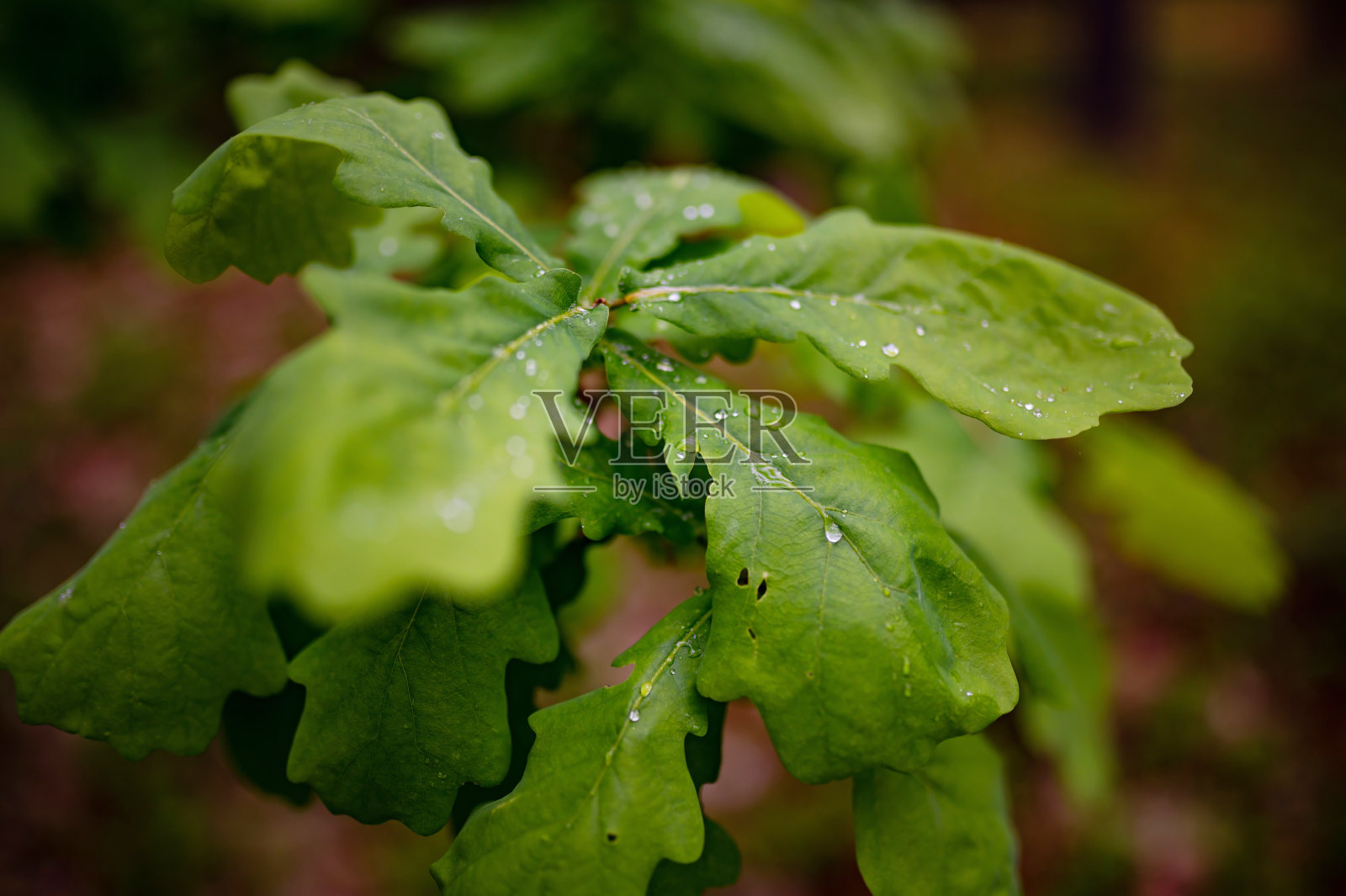 雨后树上的一片橡树叶照片摄影图片