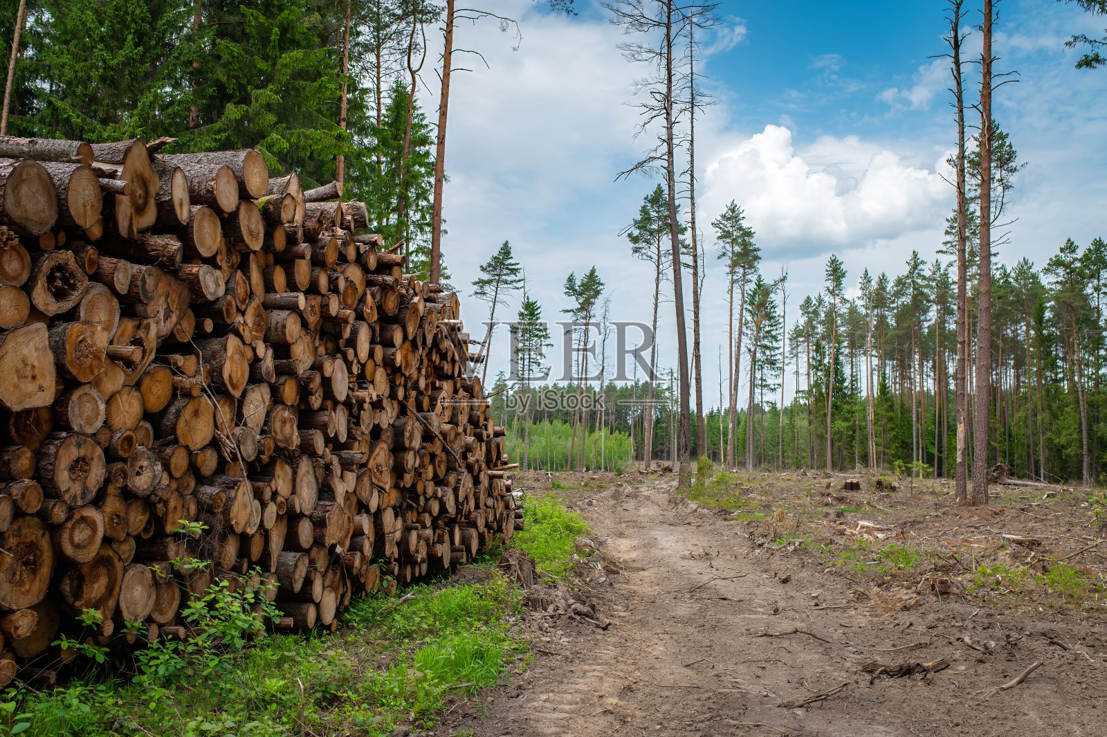 砍伐森林,砍伐森林。砍树照片摄影图片