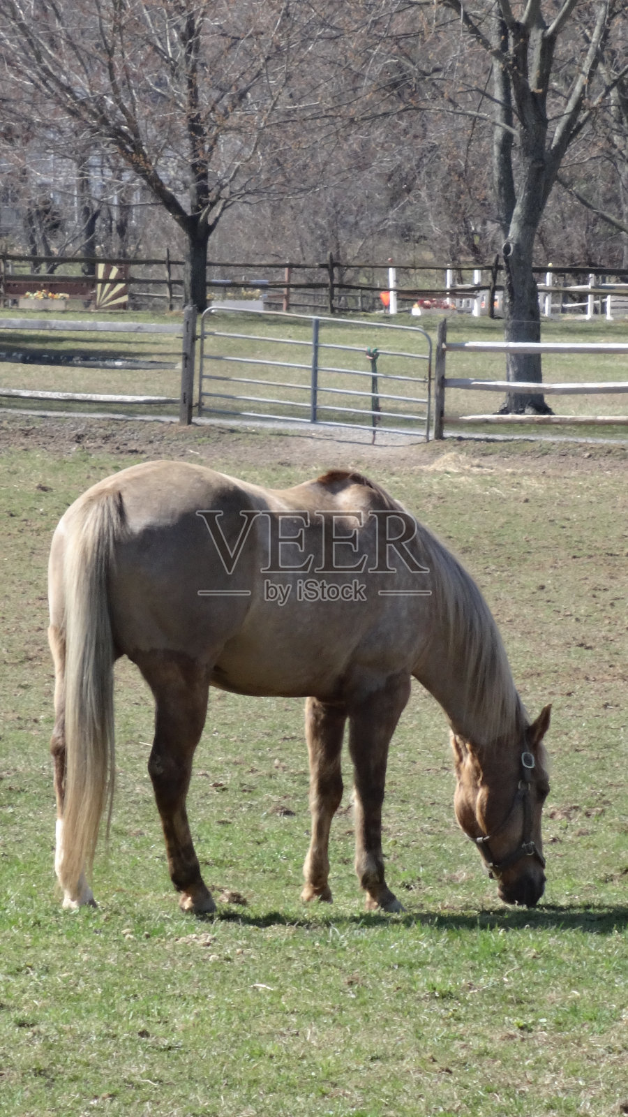 马吃草照片摄影图片