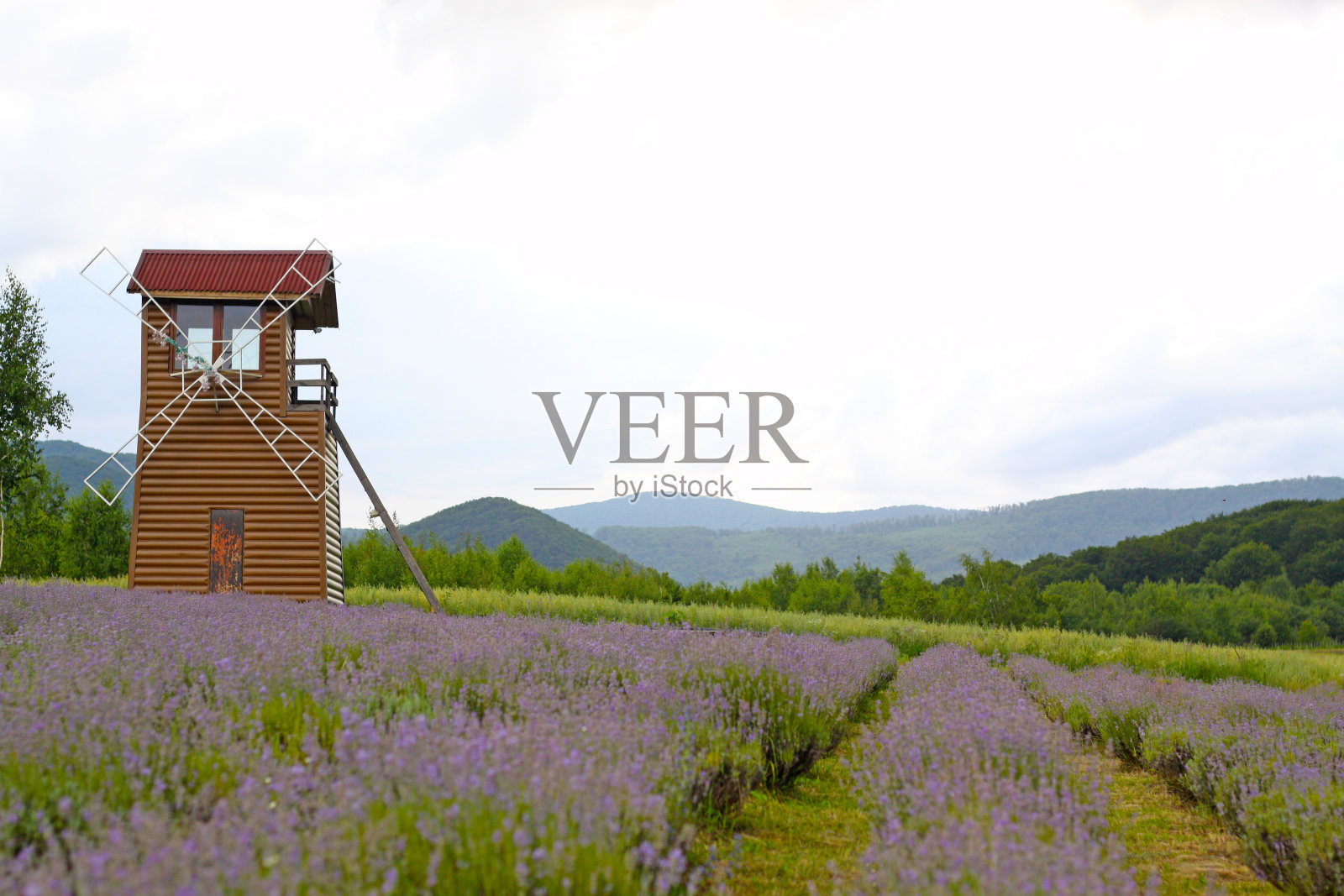 薰衣草地里的风车,背后是群山照片摄影图片