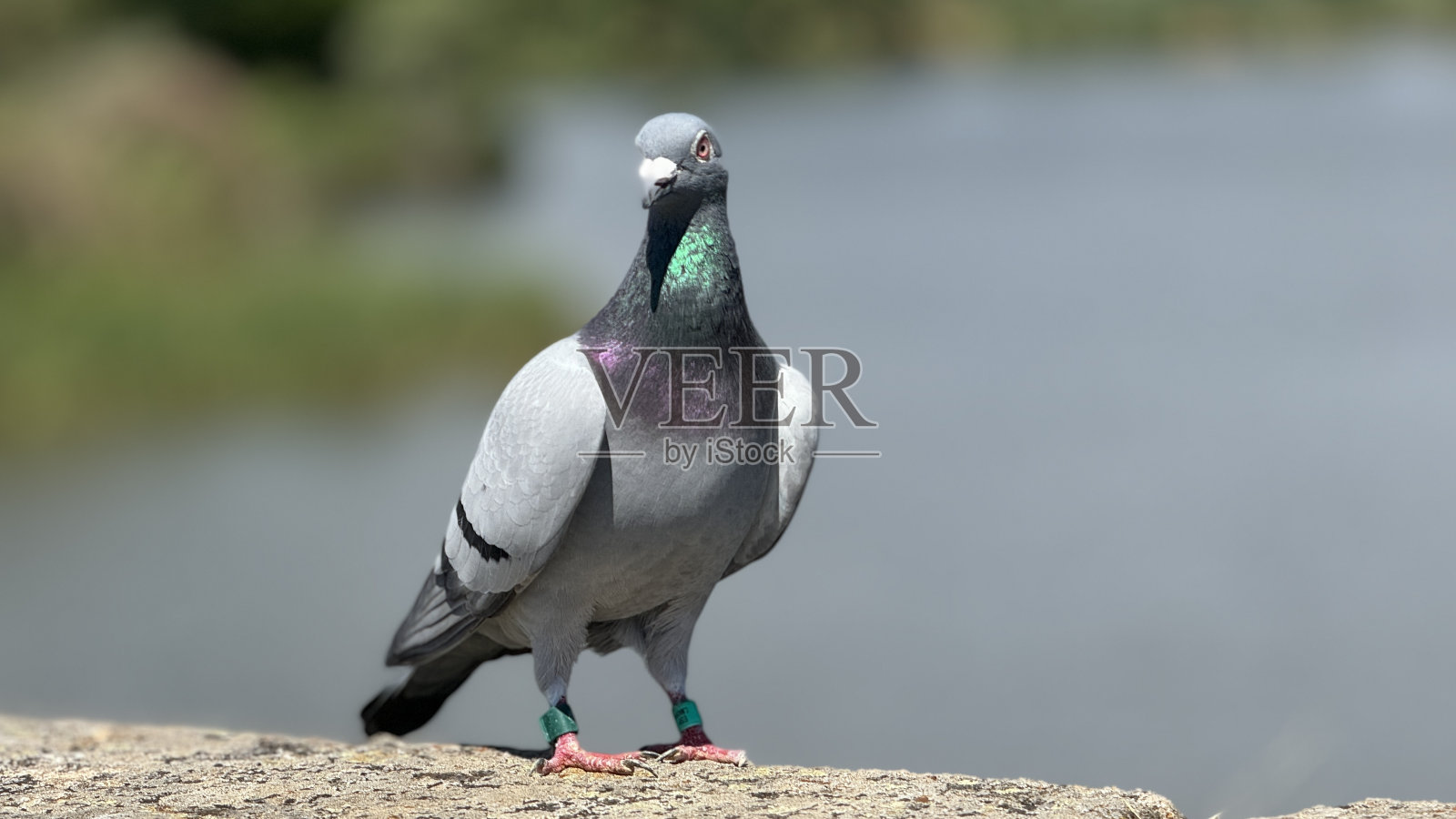 河上的鸽子照片摄影图片