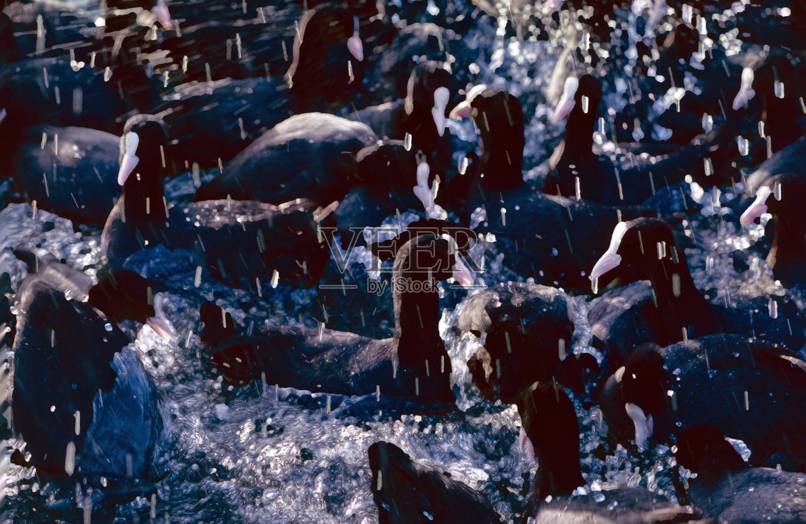 欧亚骨顶鸡照片摄影图片