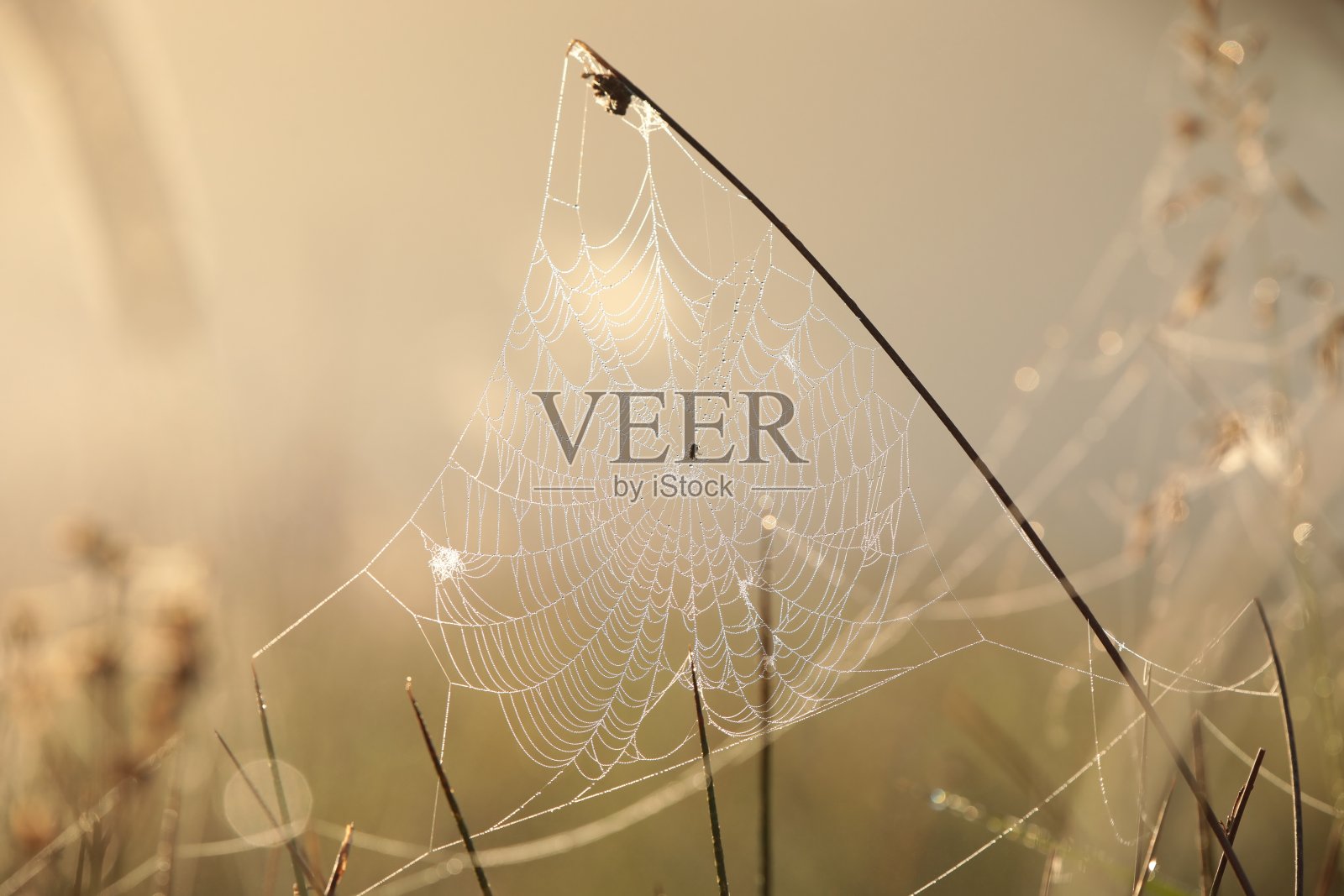 蜘蛛网照片摄影图片