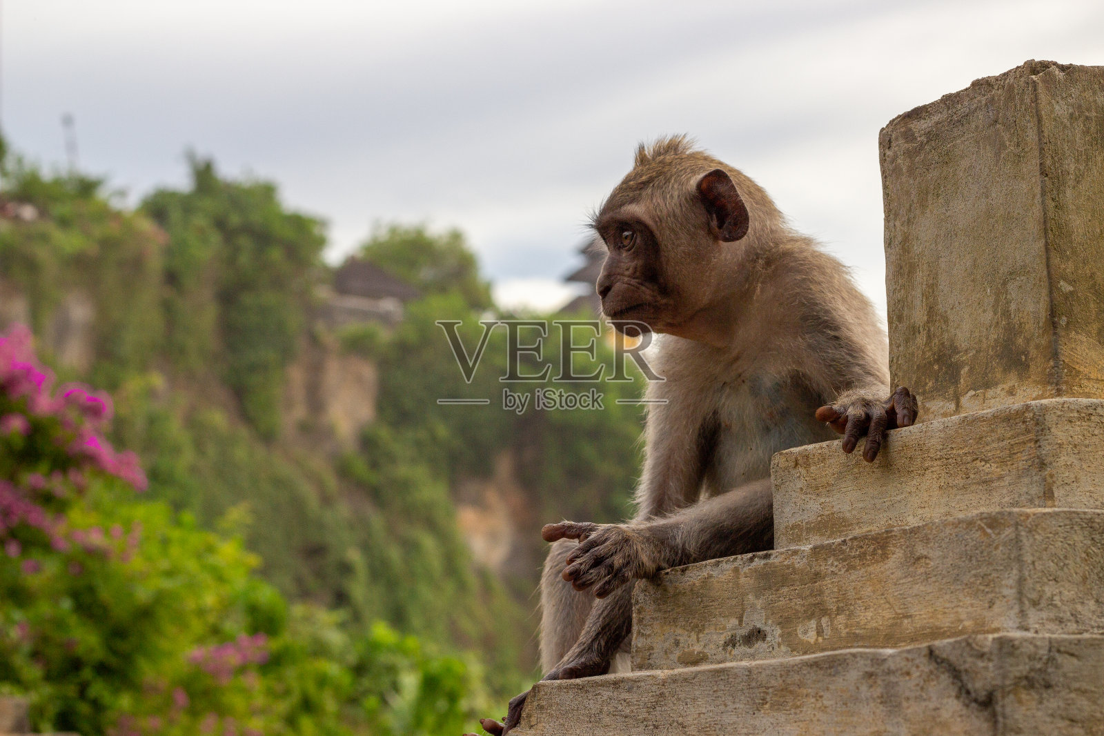 乌鲁瓦图神庙的猴子,巴厘岛印度教海上寺庙,位于印度尼西亚巴厘岛的乌鲁瓦图。照片摄影图片