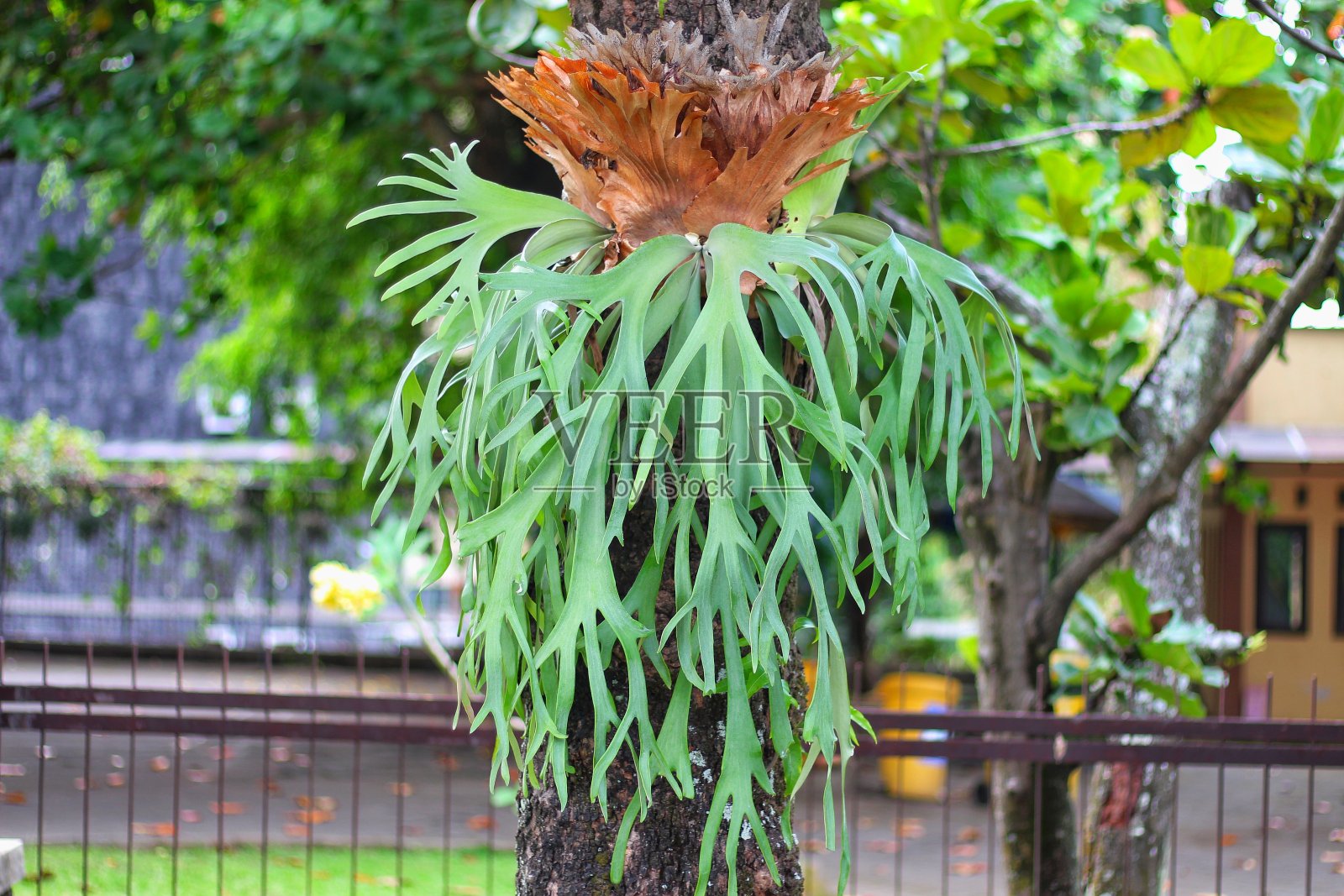 双头桔梗植物照片摄影图片