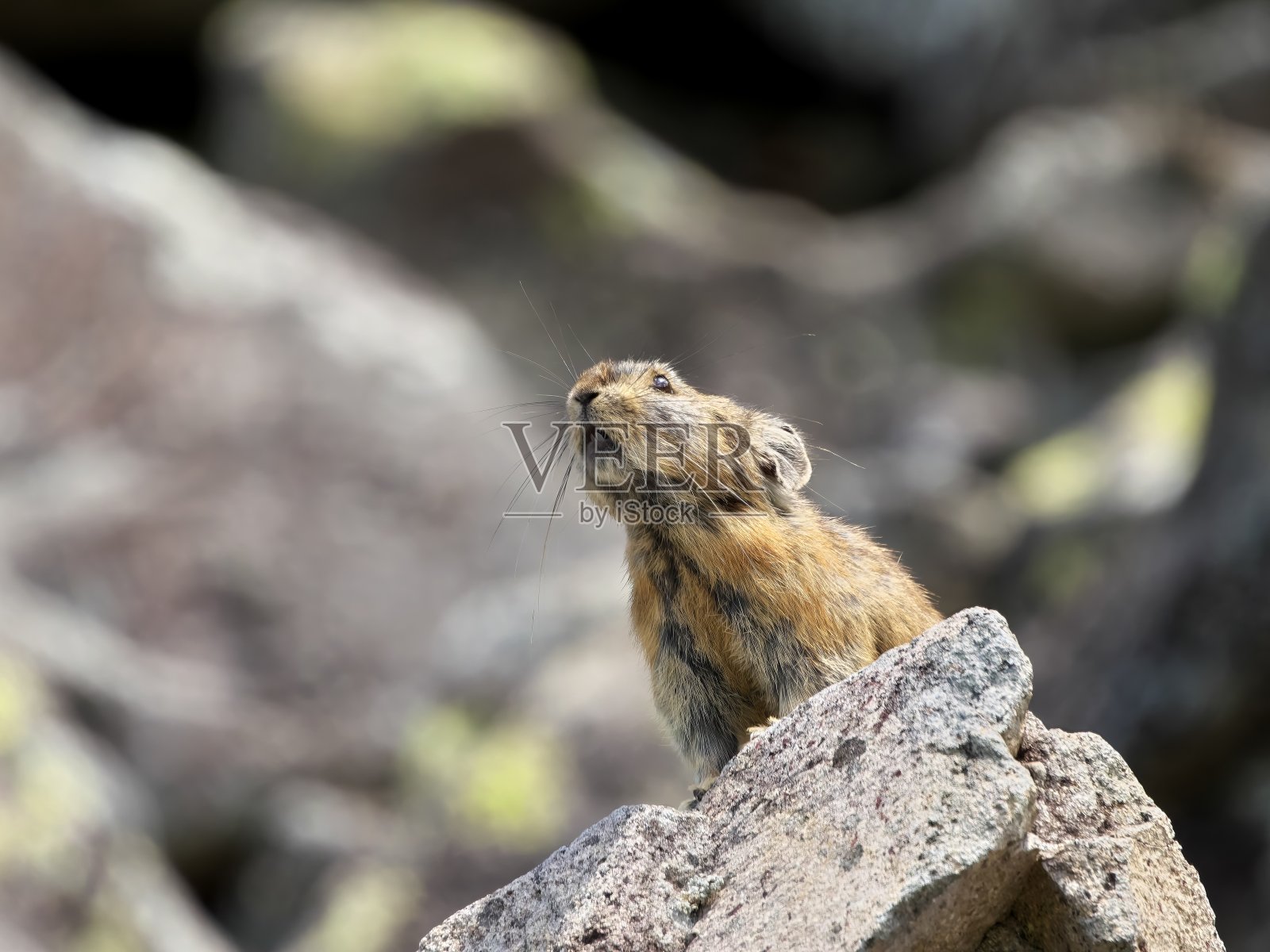 北海道东部野生鼠兔照片摄影图片