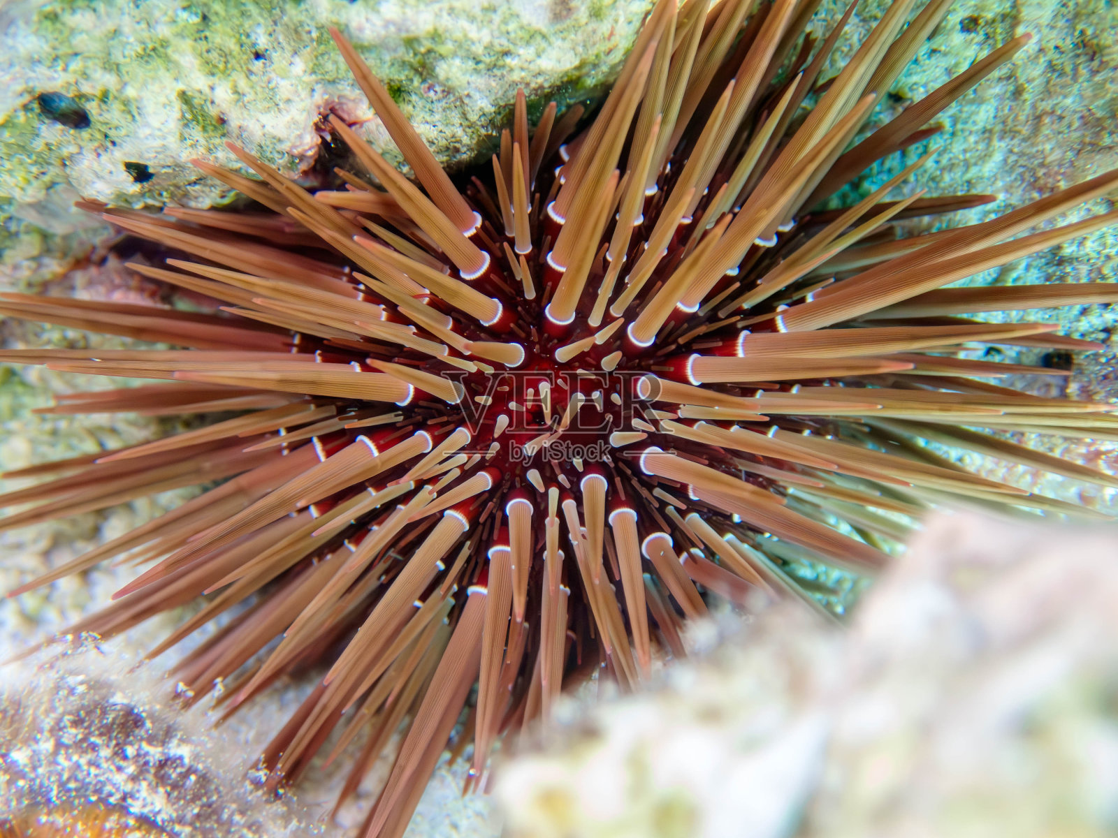 穴居海胆-棘海胆照片摄影图片