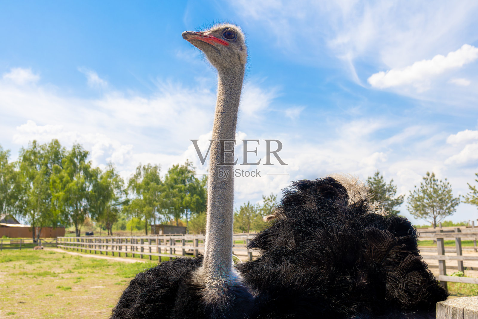 阳光明媚的日子里,鸵鸟在室外的围栏里照片摄影图片