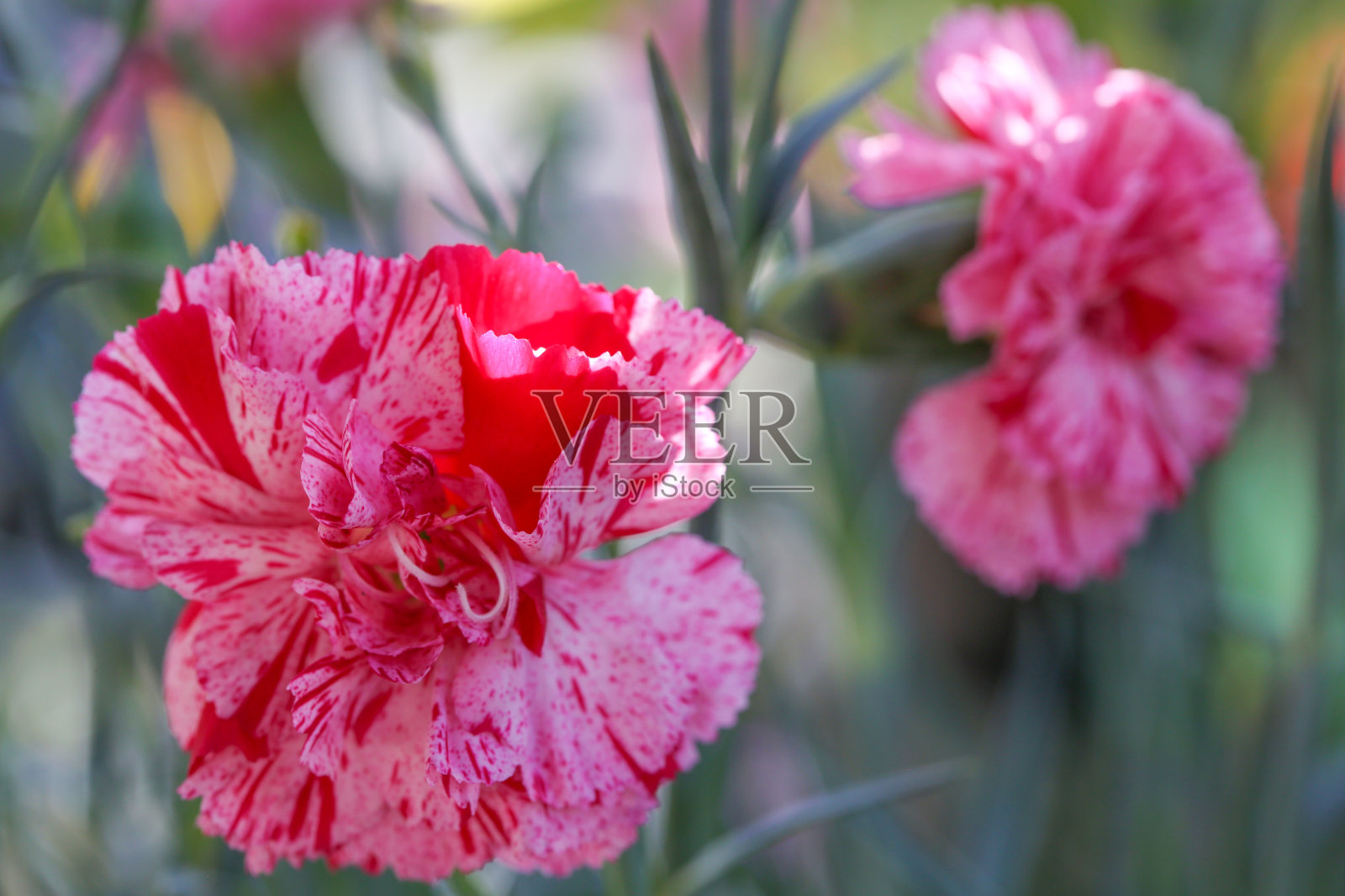 康乃馨花照片摄影图片