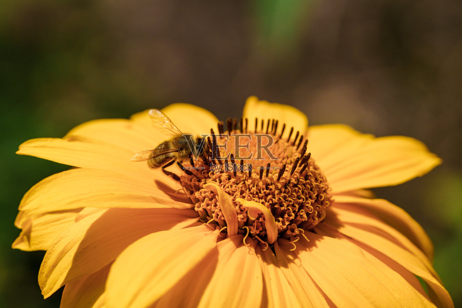 一只蜜蜂为一朵黄花授粉,突出了大自然的美丽和生态系统的作用照片摄影图片