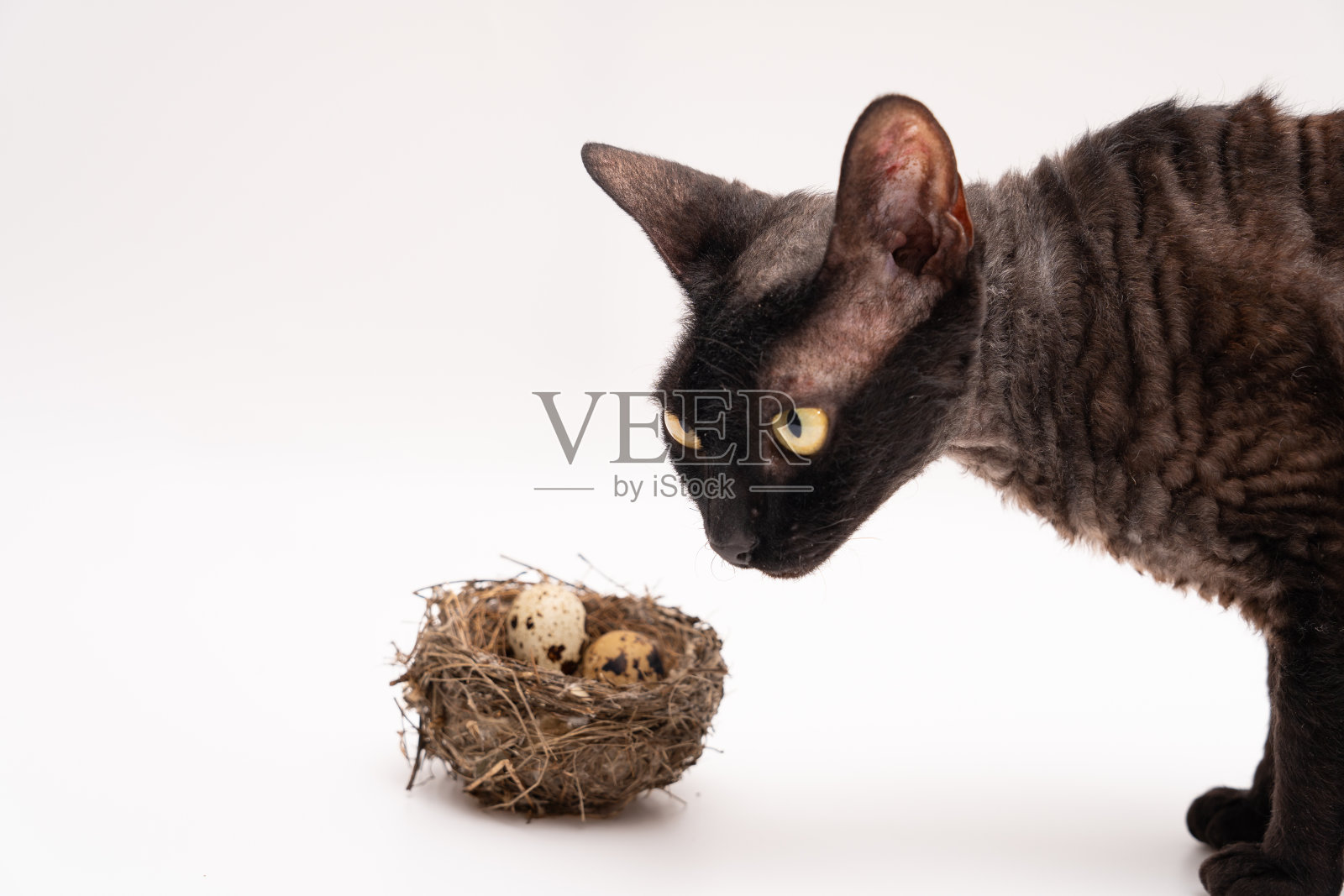 一张短毛猫脸的特写,在一个有三个蛋的白色背景的窝附近窥视照片摄影图片