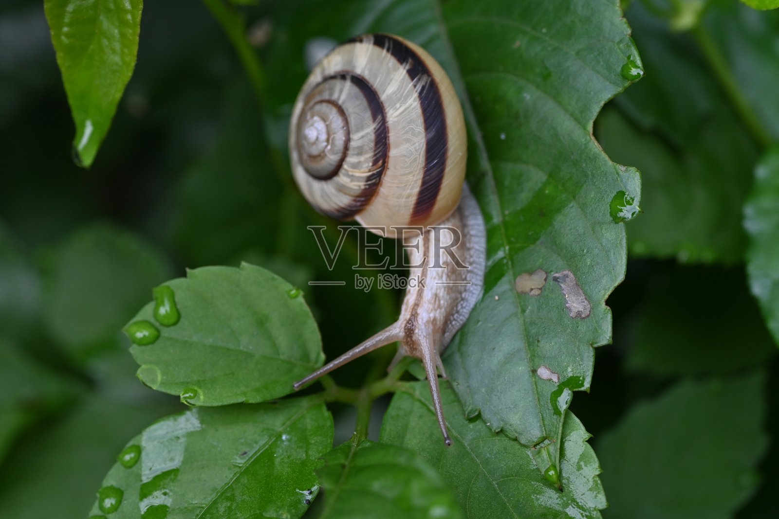 一只蜗牛。照片摄影图片