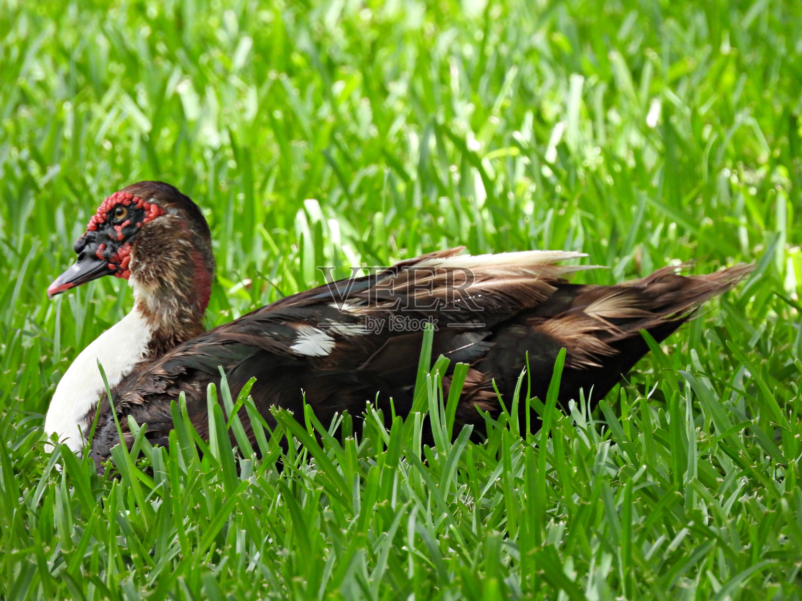 番鸭(Cairina moschata)——草丛中有红色的仙人掌照片摄影图片