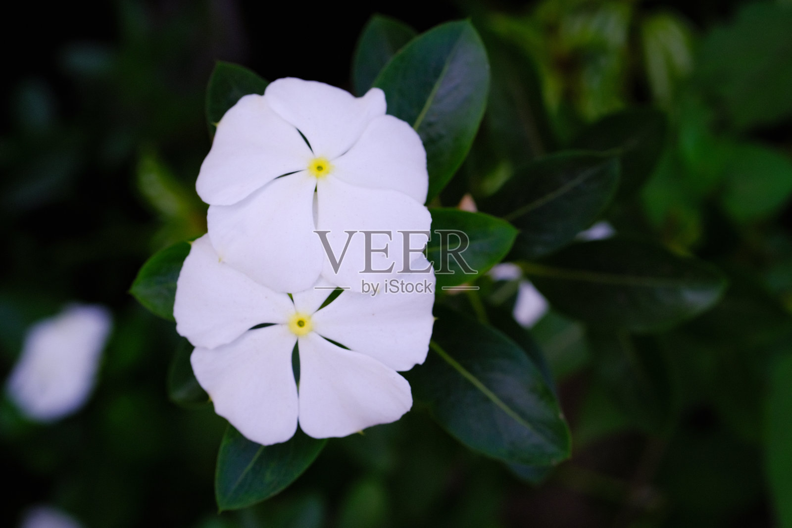 白长春花照片摄影图片