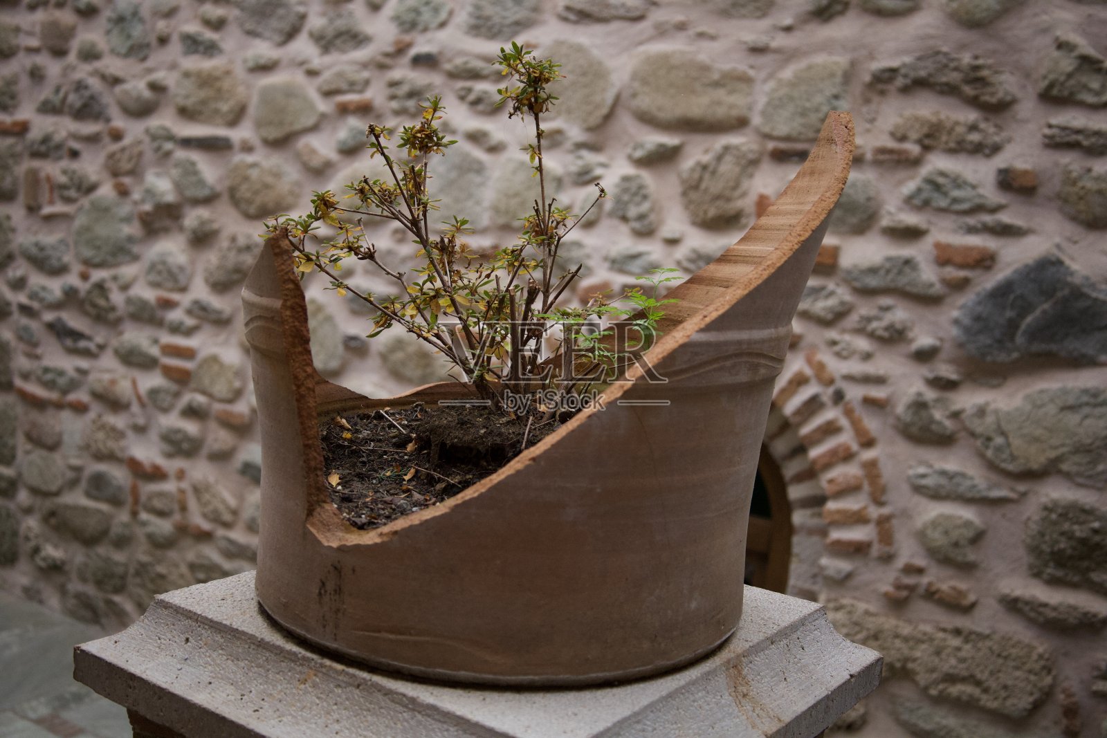 仍在萌芽照片摄影图片