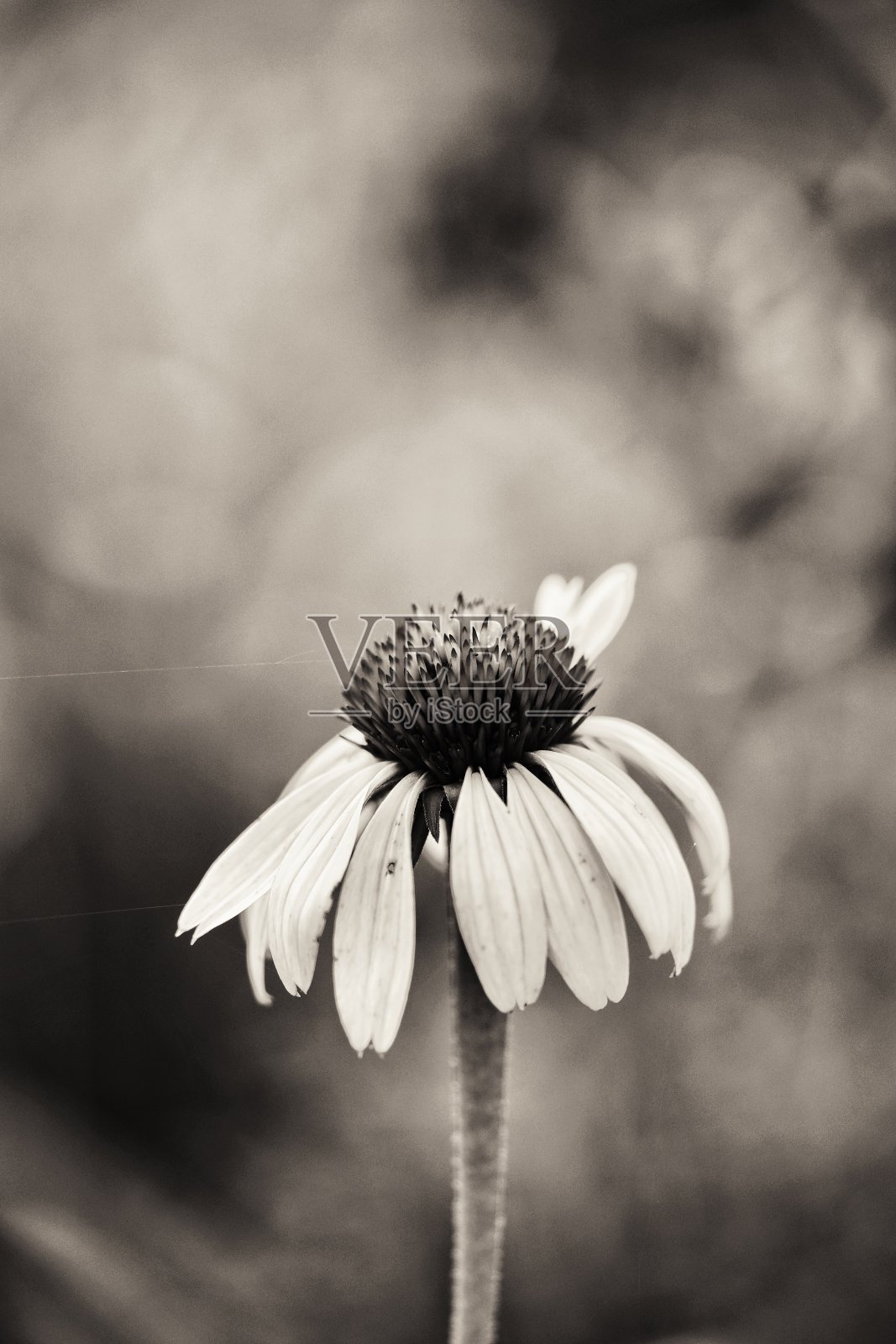 紫锥菊属棕褐色照片摄影图片