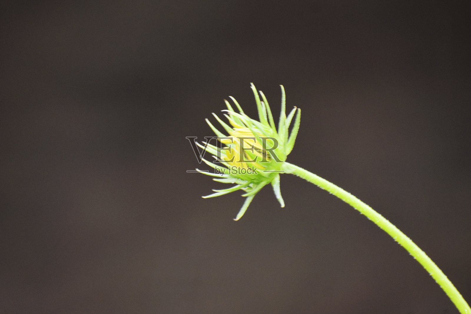 非洲灌木雏菊花蕾照片摄影图片