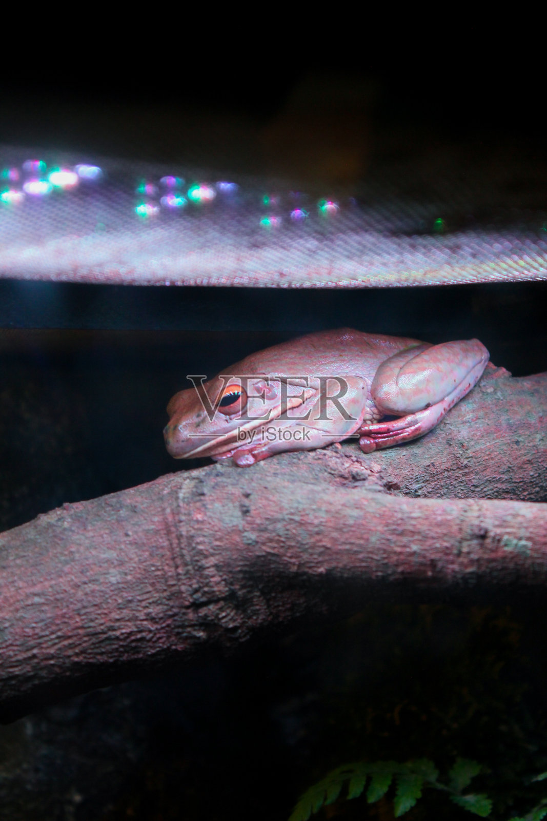 澳大利亚哈巴狗蛙是一种稀有的粉色蛙,这种蛙在木质的树枝上沉默不语照片摄影图片