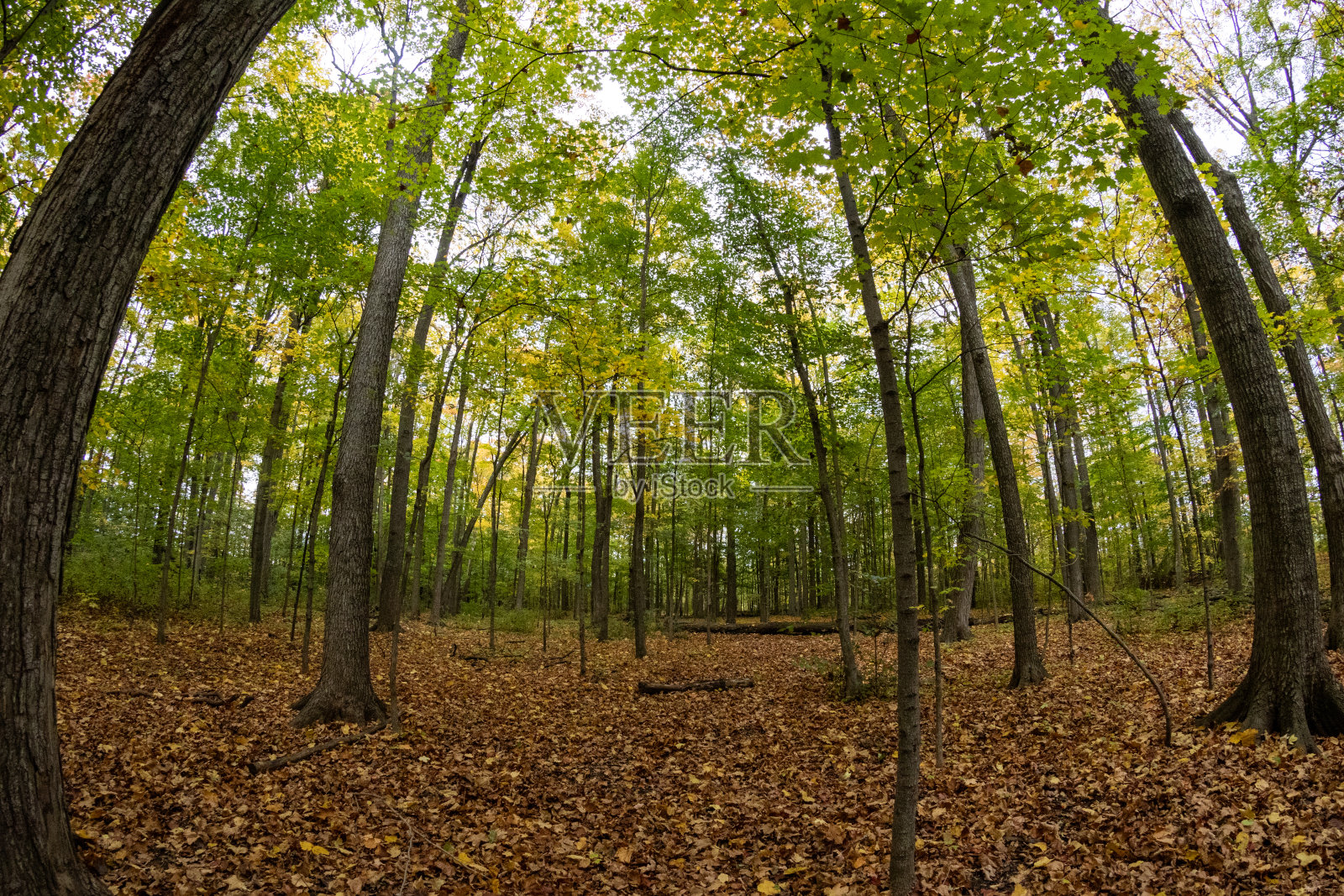 生机勃勃的秋天森林——落叶的地毯——树叶从绿色过渡到黄色照片摄影图片