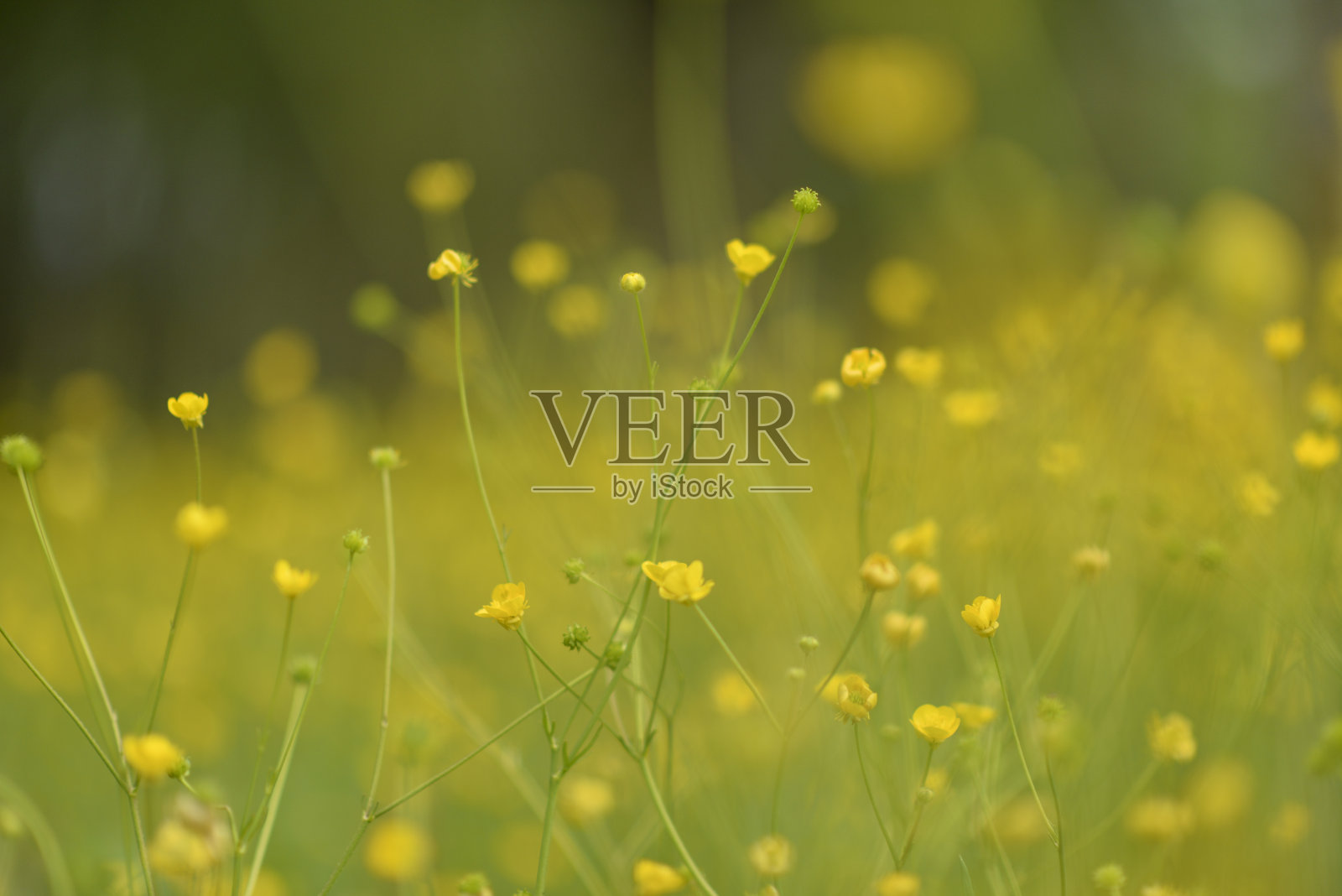 春天盛开的黄花绿草的自然背景照片照片摄影图片