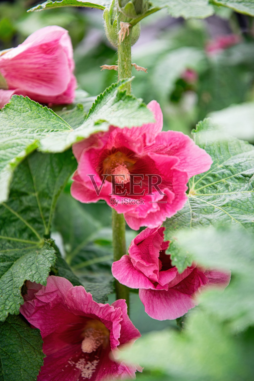 夏日花园里盛开的粉红色蜀葵照片摄影图片