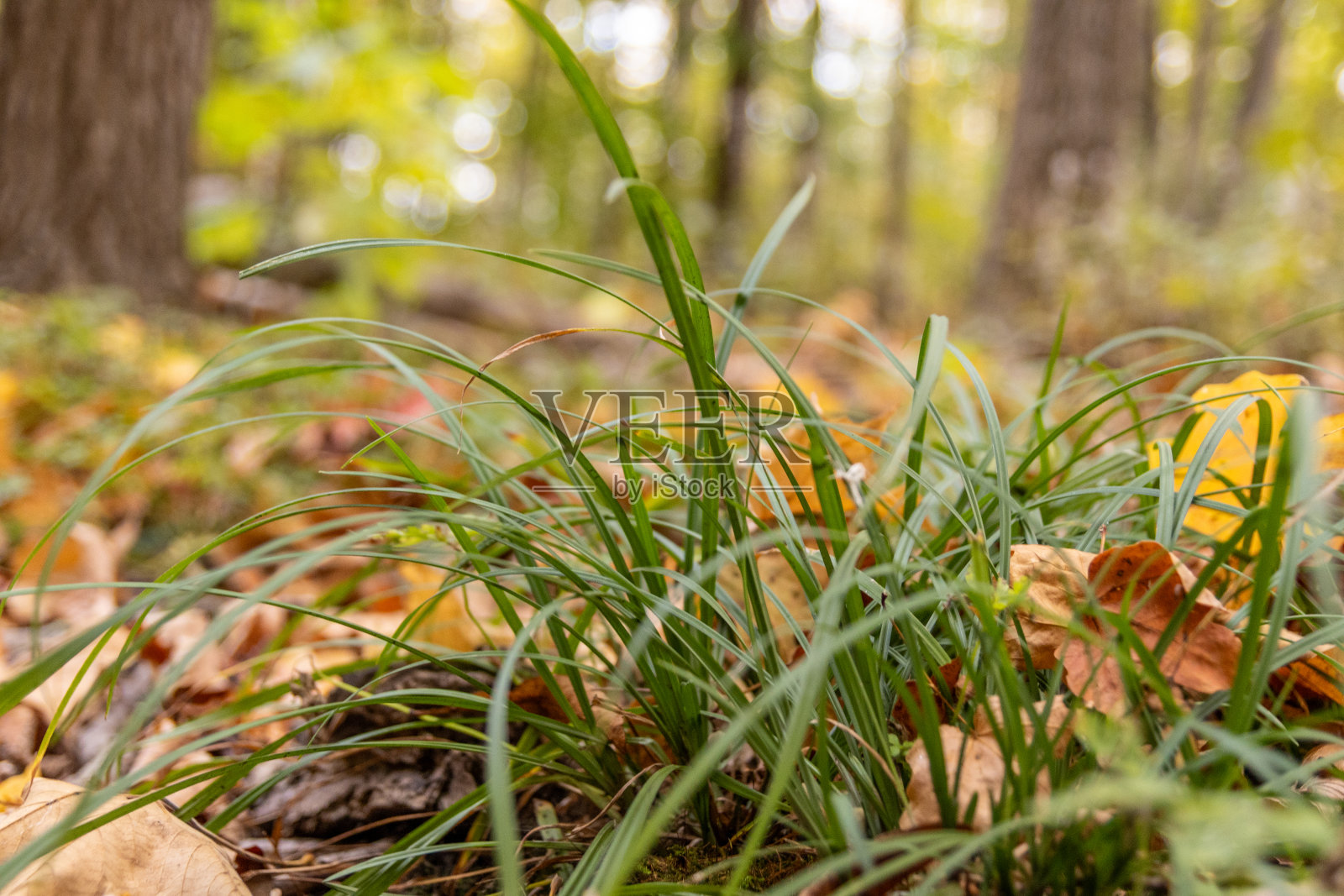 遍布鲜艳秋叶的绿草——秋季森林地面特写,远处树木虚焦照片摄影图片