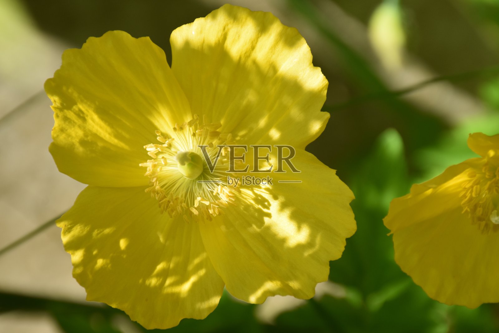 黄花在斑驳的阳光下照片摄影图片