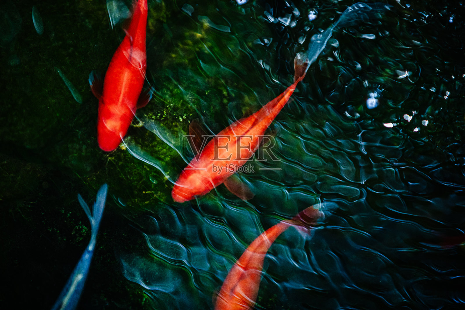 金鱼和锦鲤照片摄影图片