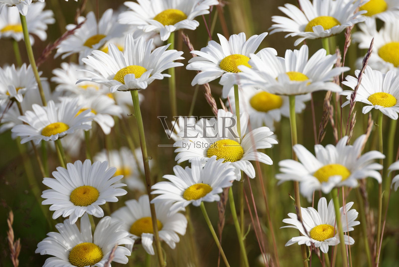 加拿大绿道上的雏菊照片摄影图片