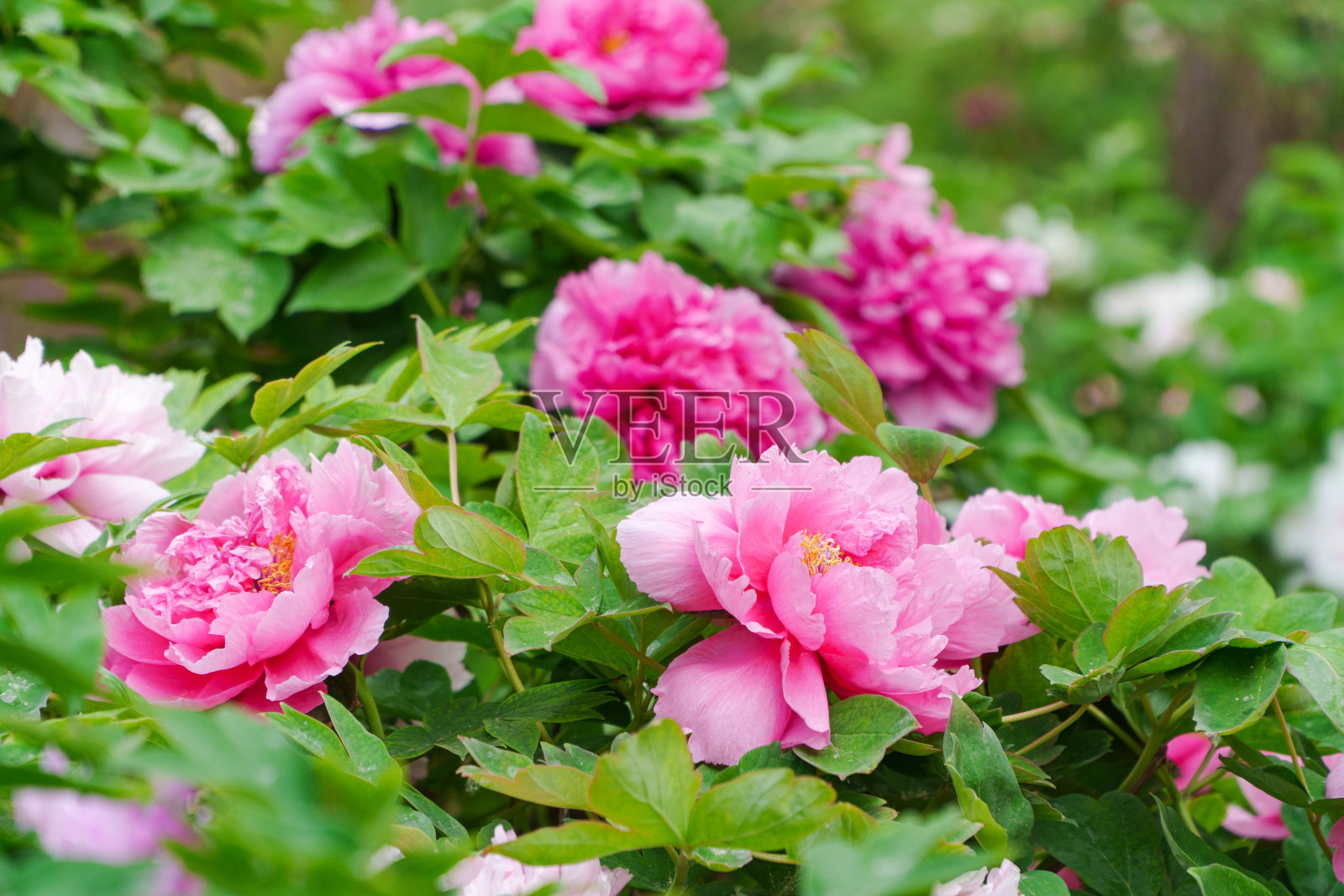 盛开的牡丹照片摄影图片