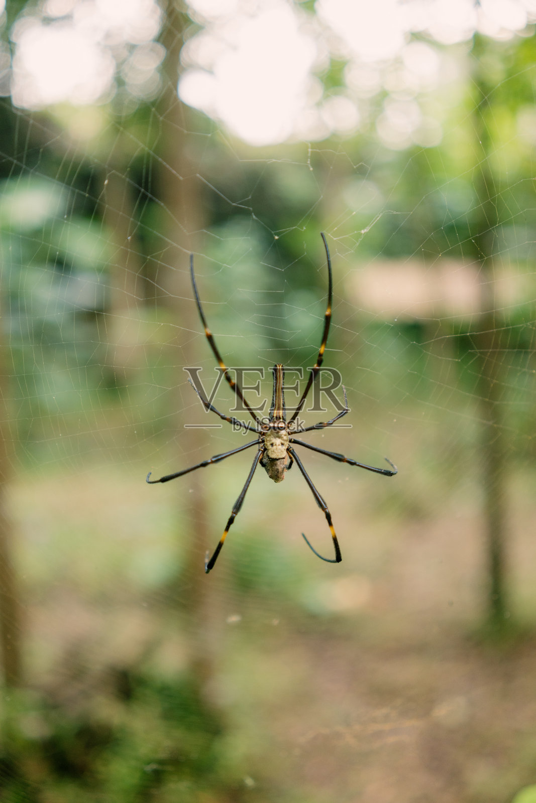 大蜘蛛在它的网上照片摄影图片