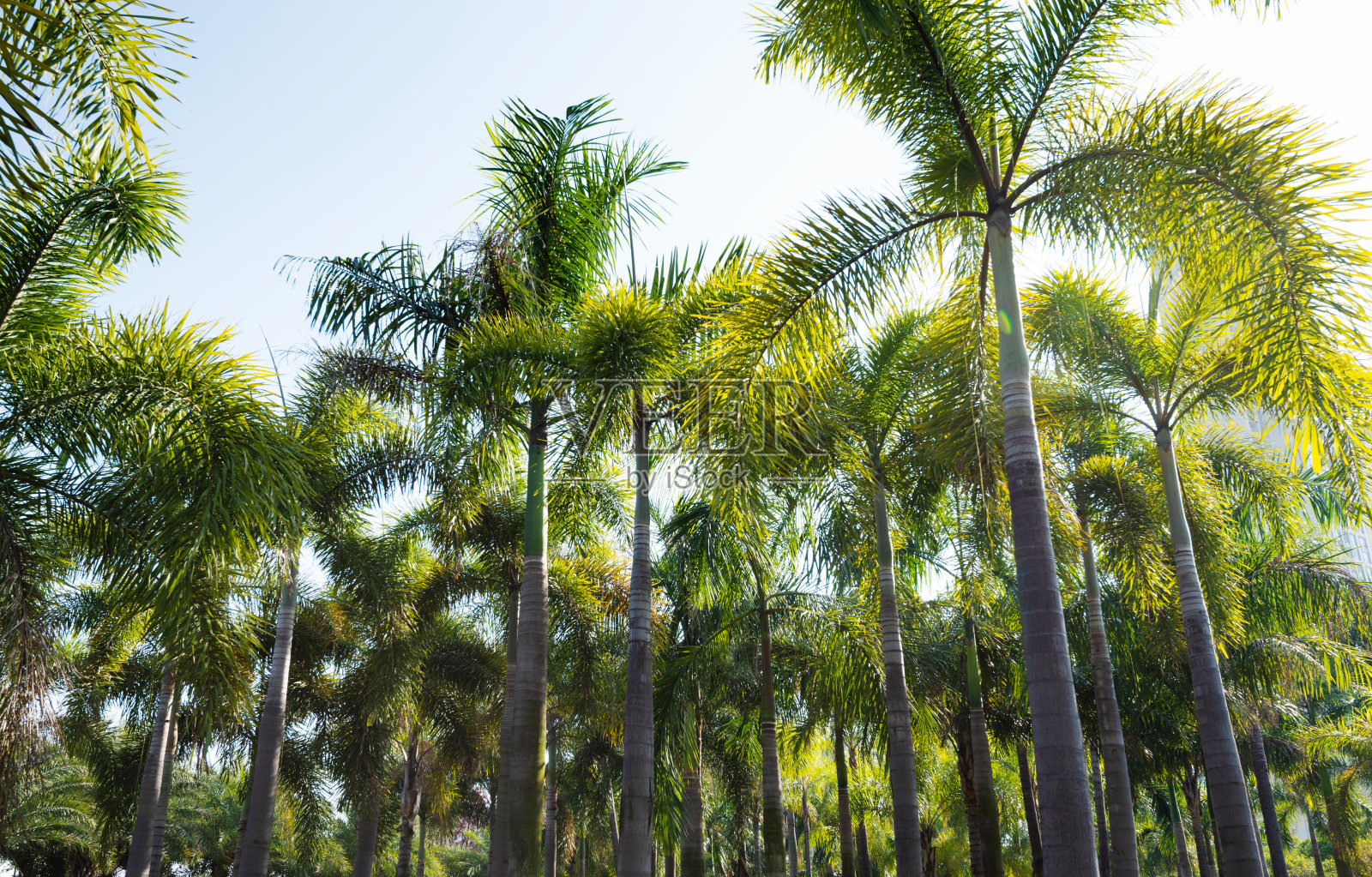 蓝天下的棕榈树照片摄影图片