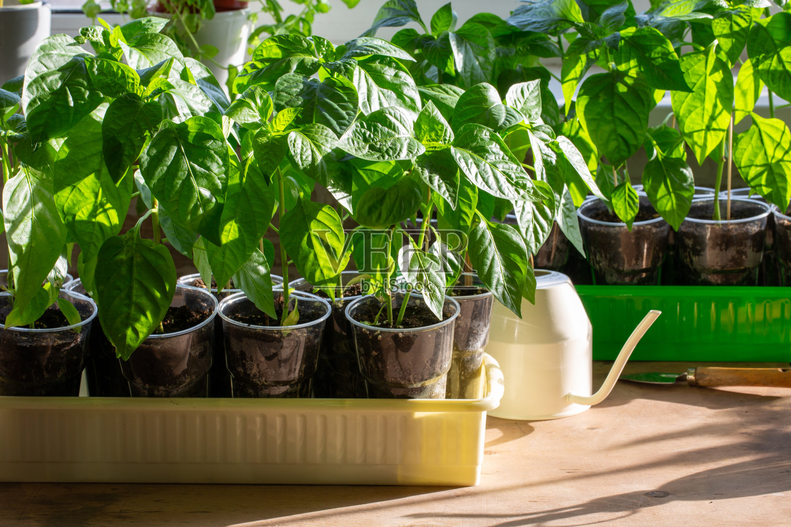 塑料花盆里的红辣椒幼苗。胡椒在阳光明媚的窗台上发芽。园艺概念,春天。照片摄影图片