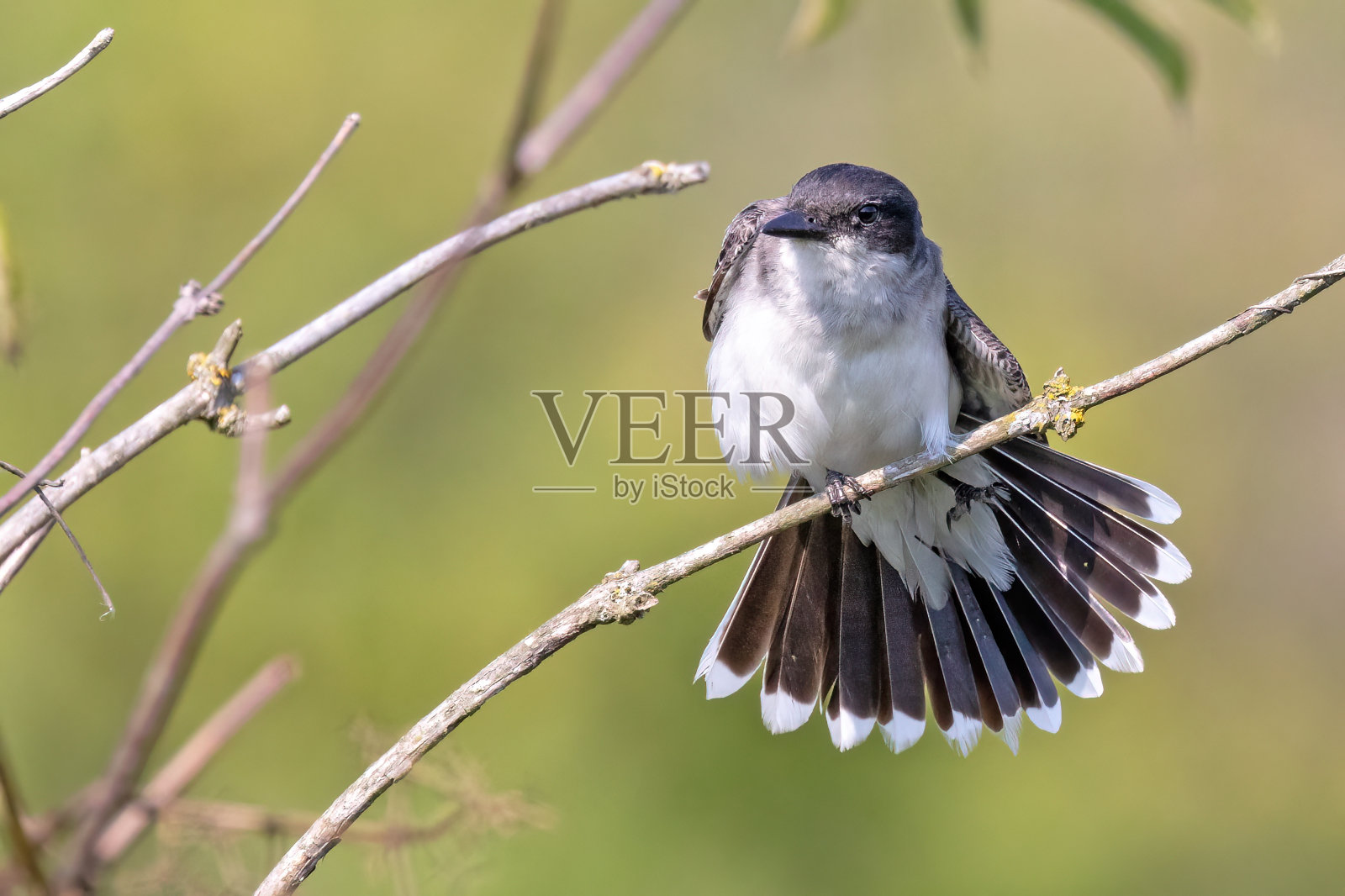 栖息在灌木树枝上的东方王鸟照片摄影图片