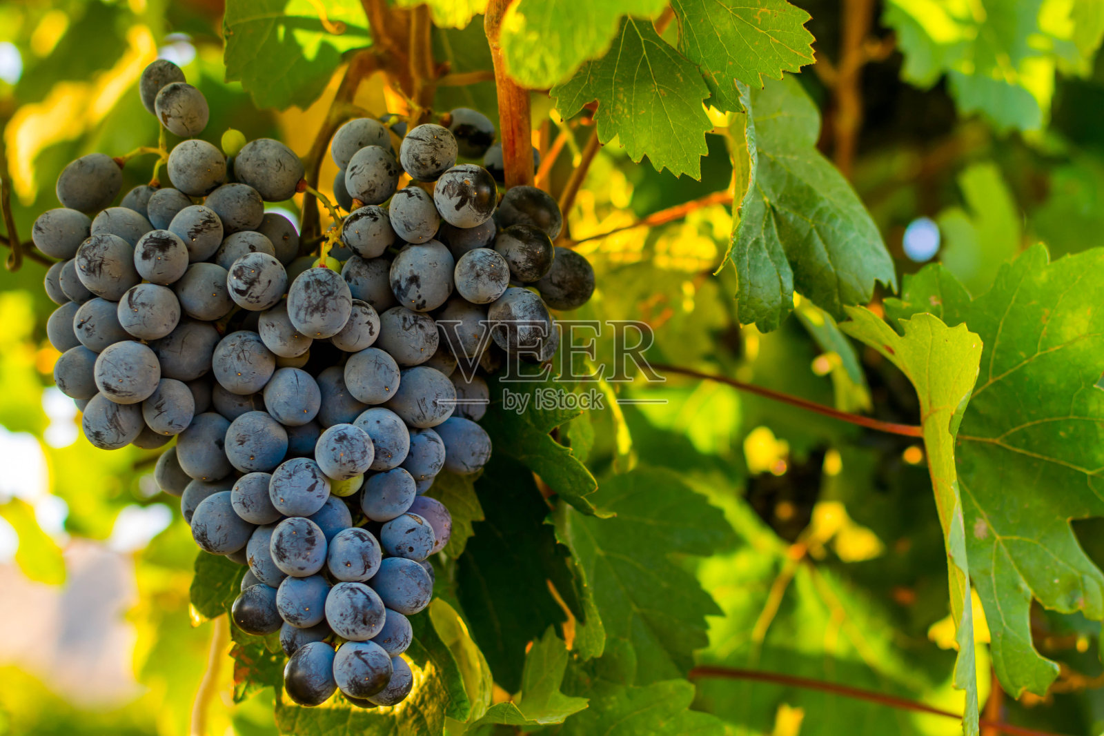 7876876867888照片摄影图片