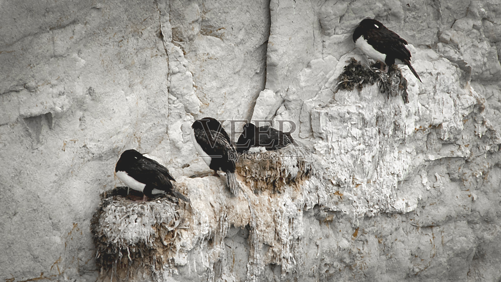 科莫兰鸟类在阿根廷蓬塔洛马港马德林的岩石山上的殖民地照片摄影图片