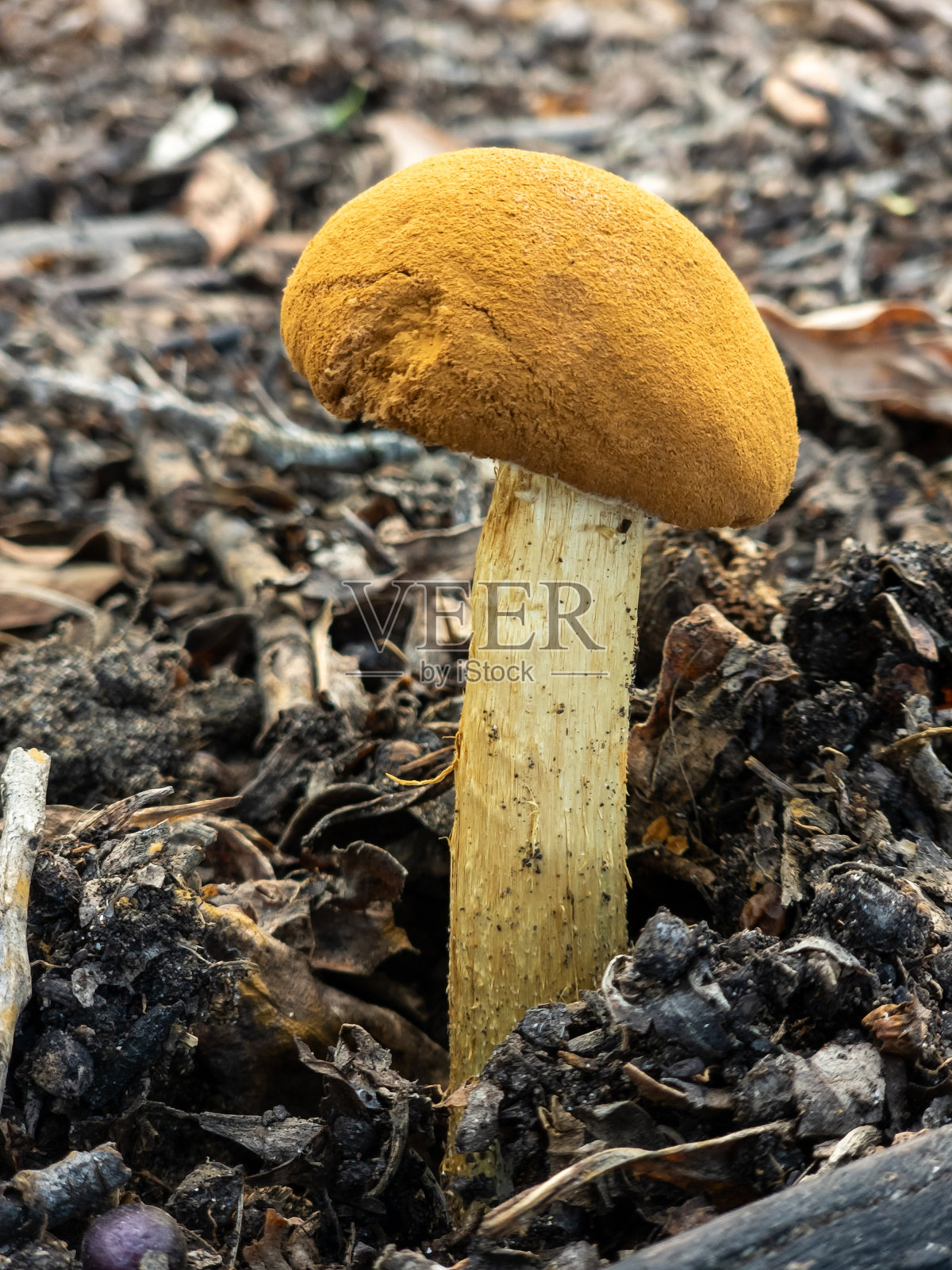 蘑菇的头和脚都埋在土里。照片摄影图片