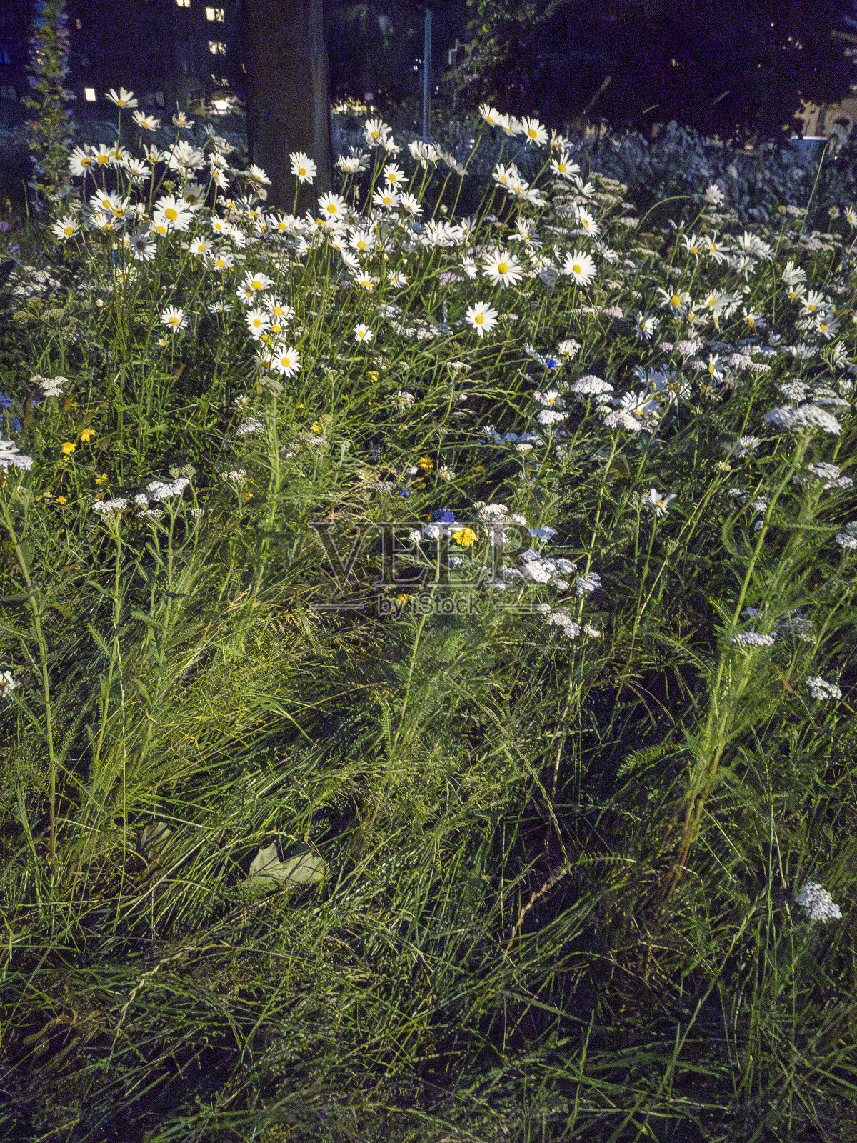 爱丁堡利斯的牛眼雏菊照片摄影图片