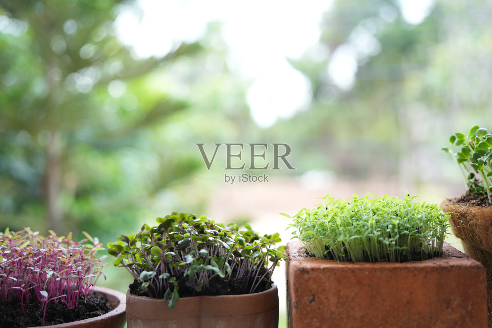 微绿园艺宏观特写照片摄影图片