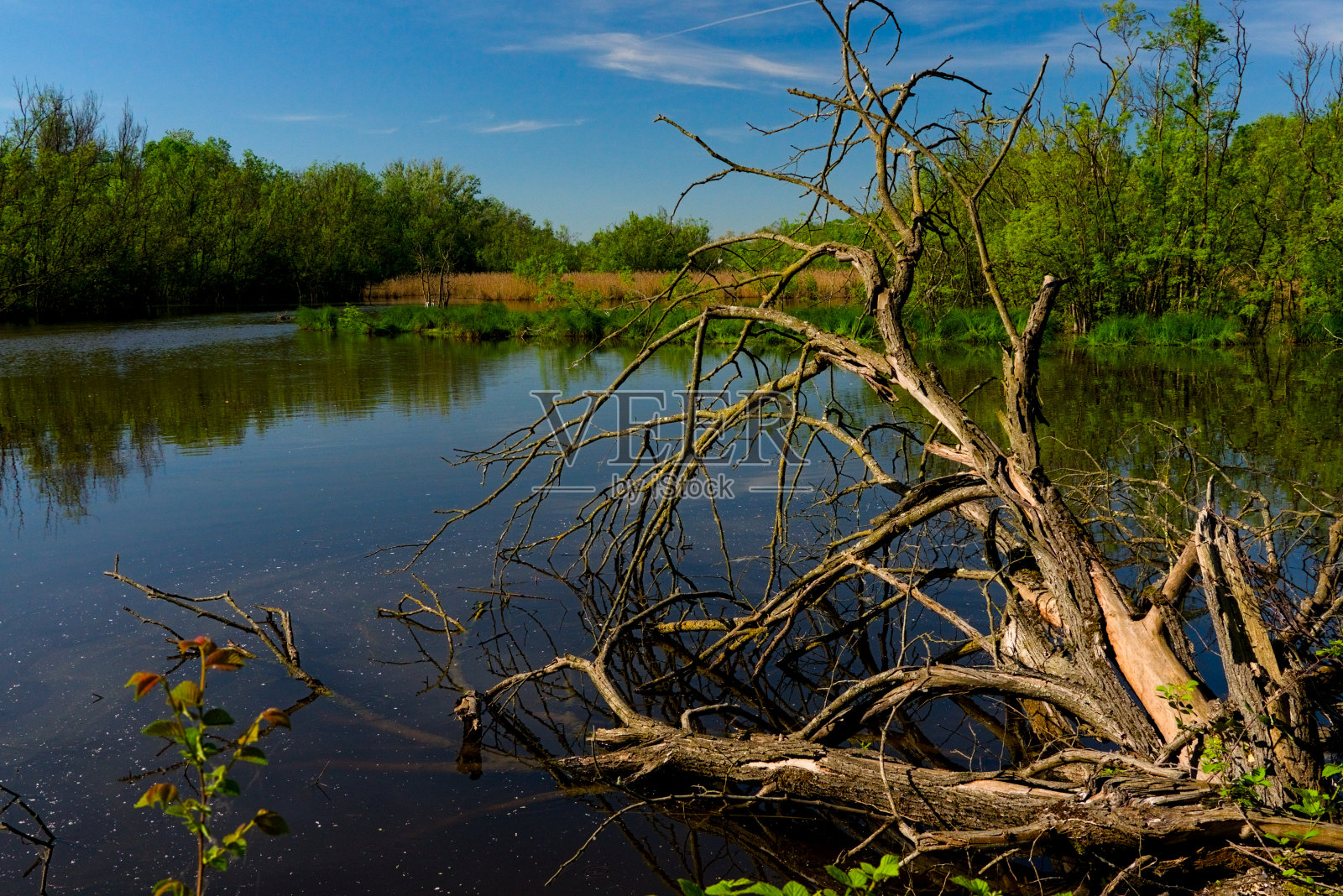 蓬特阿尔贝特美丽的绿洲照片摄影图片