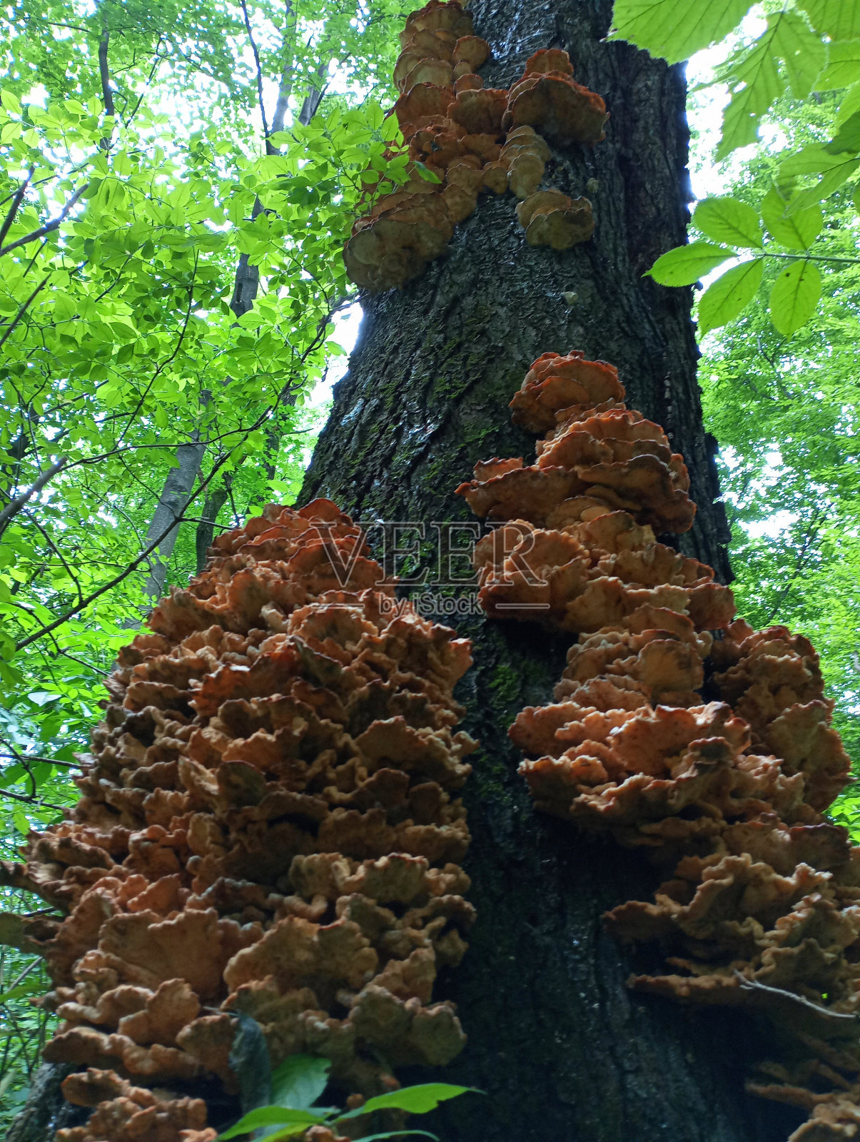 高大的老树上生长着棕色的树舌灵芝,几乎占据了整个树干照片摄影图片