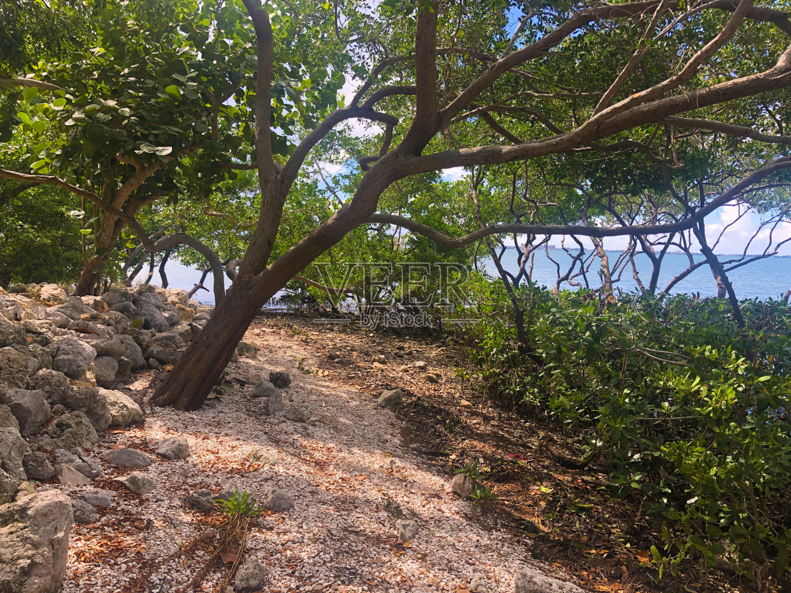 佛罗里达之夏照片摄影图片