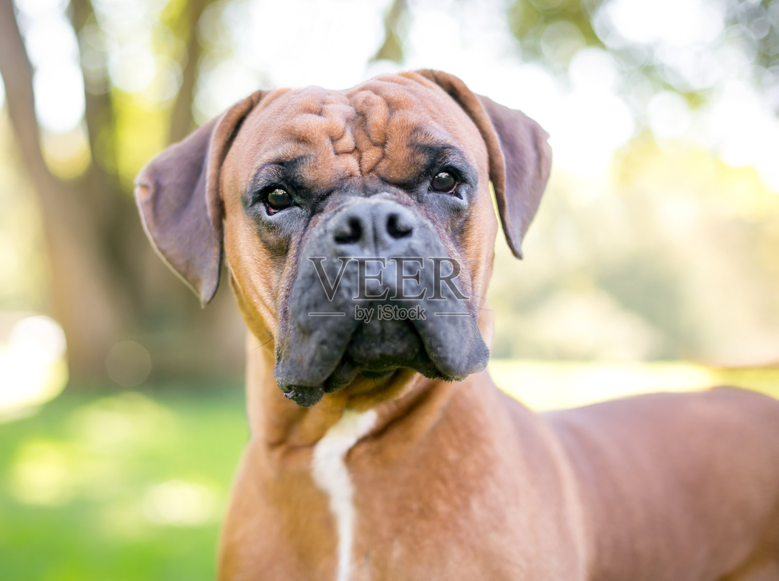 户外的纯种拳师犬照片摄影图片