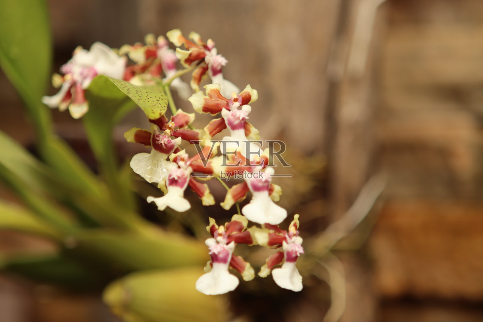 花瓶里的花照片摄影图片