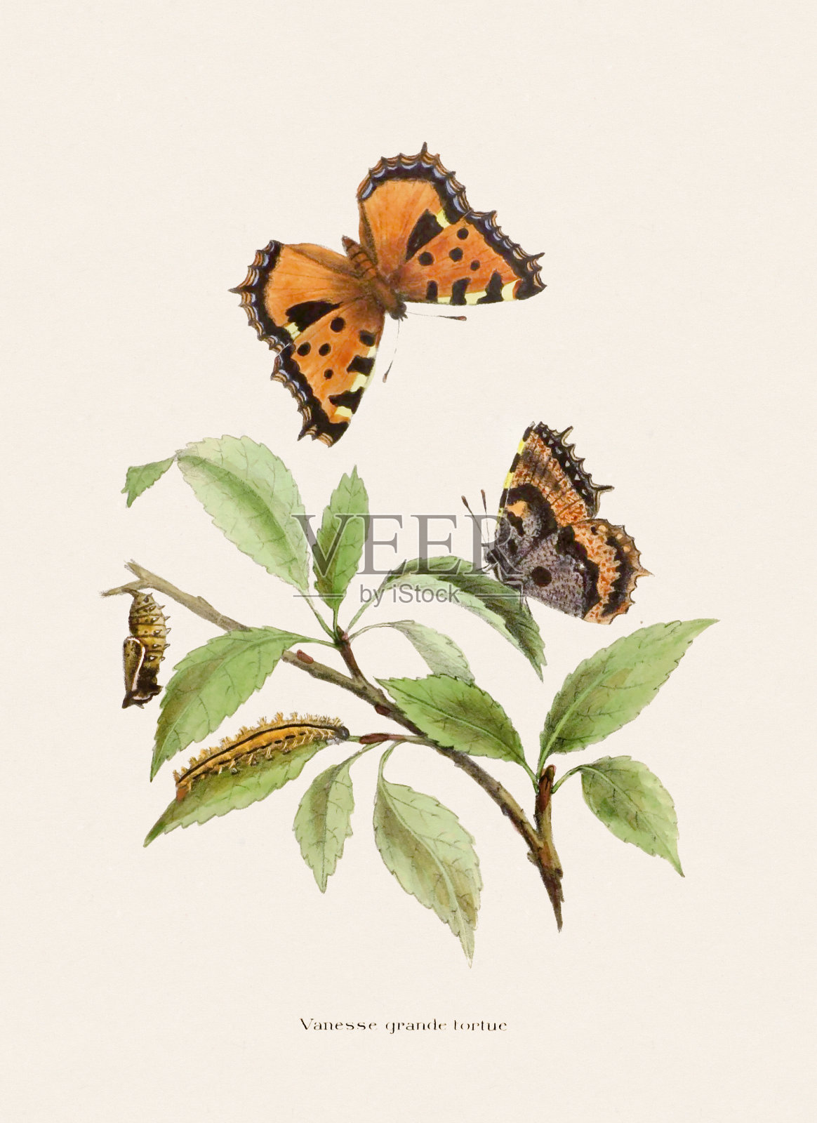 复古蝴蝶插图。Ca 1874插画图片素材