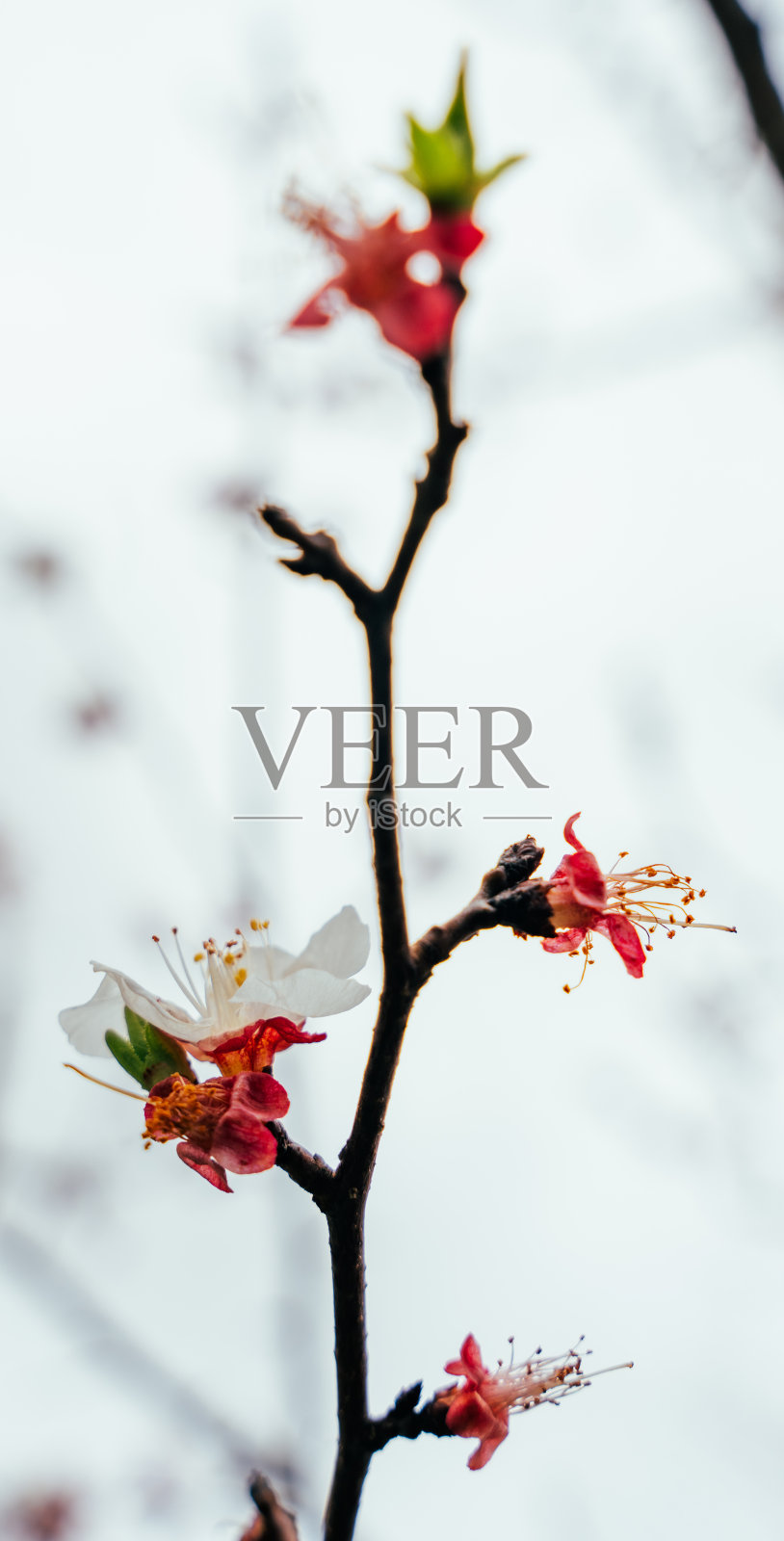 树枝上有几朵花照片摄影图片