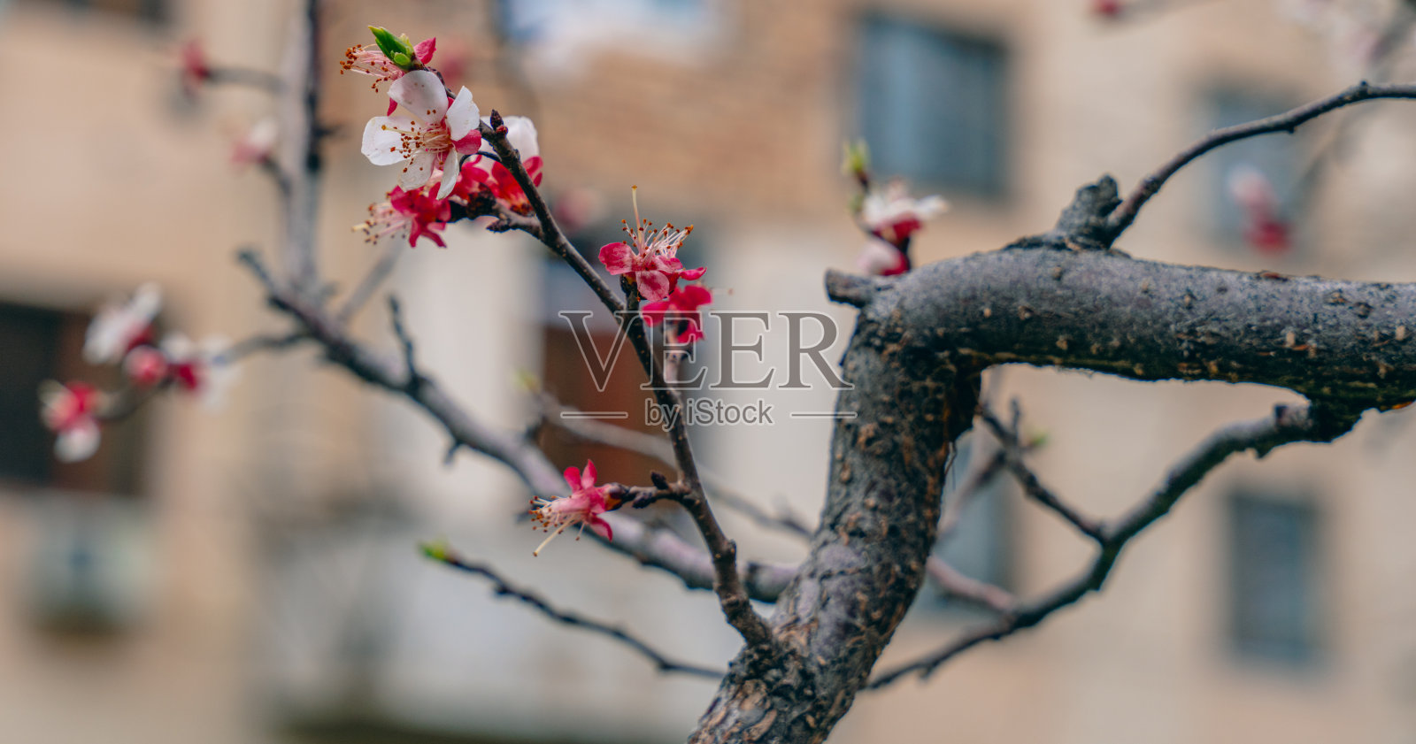 一棵开着粉红色花朵的树枝在一座建筑物的前面照片摄影图片