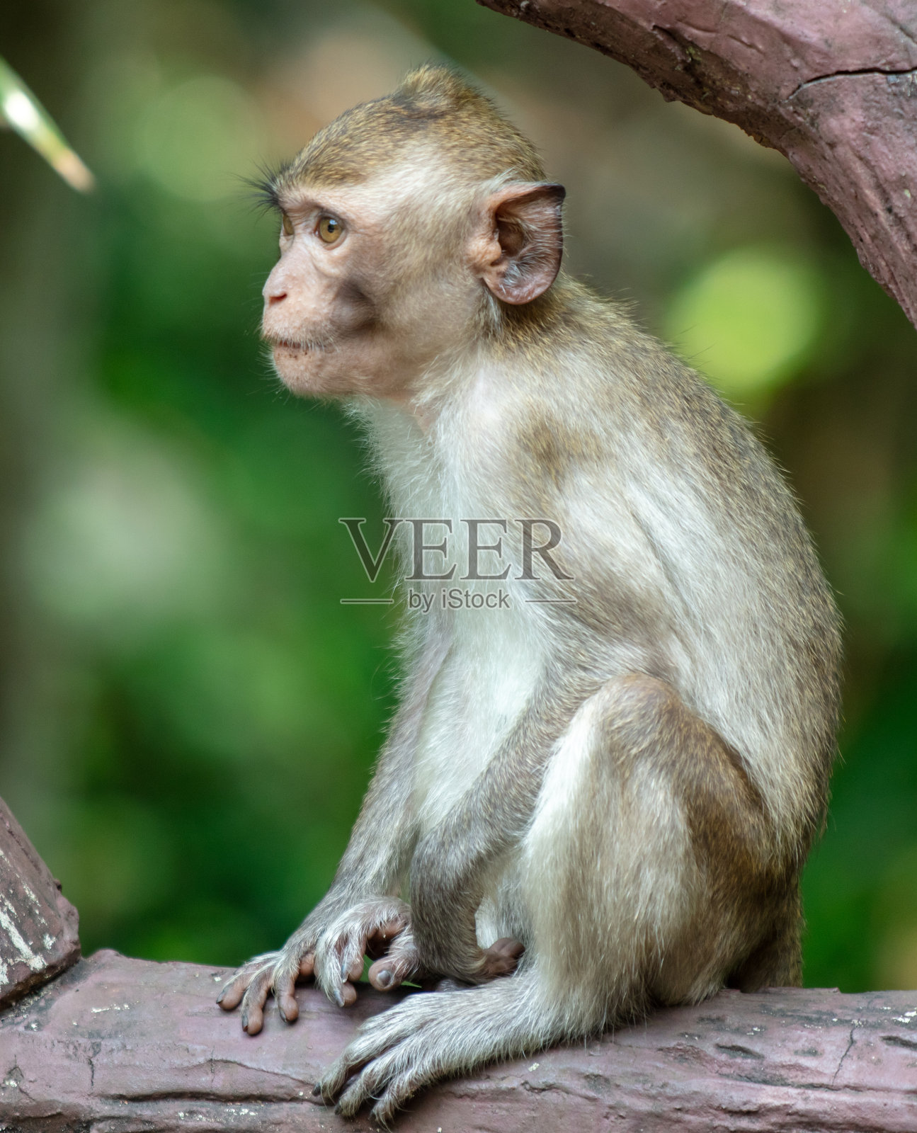 热带公园里的猴子照片摄影图片